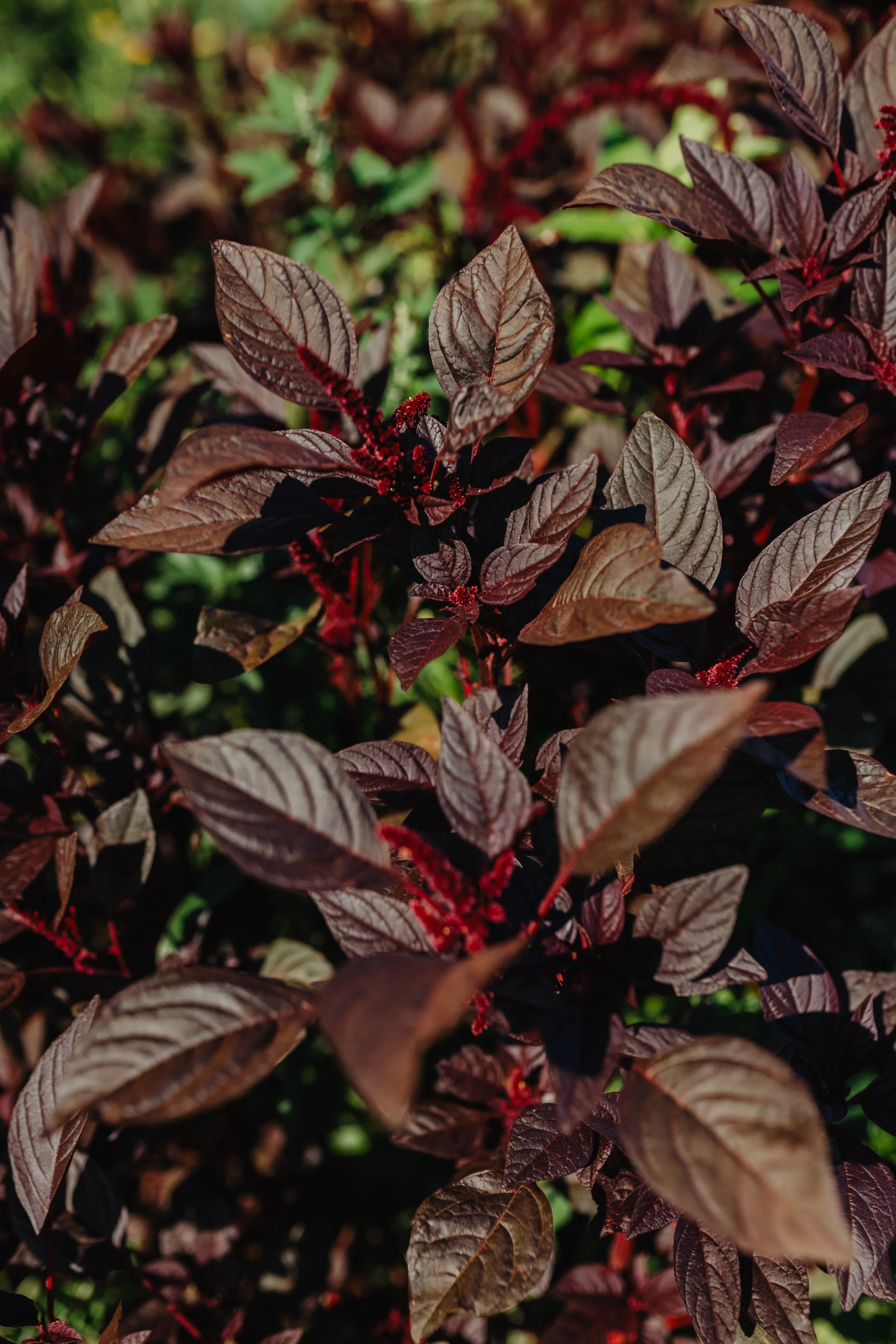 A red variety of amaranth starting to go to seed