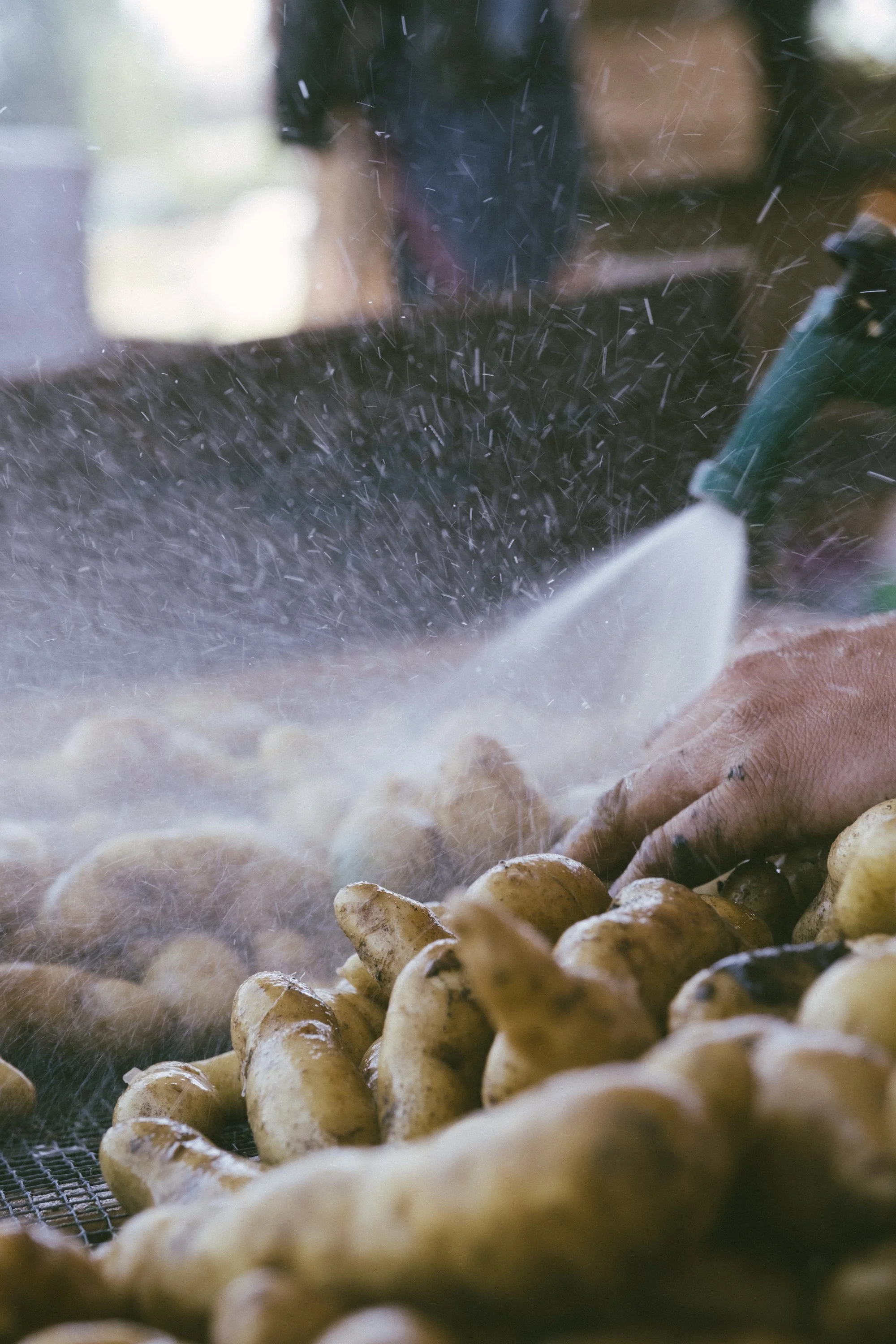 A person washing potatoes on a mesh screen table using a hose
