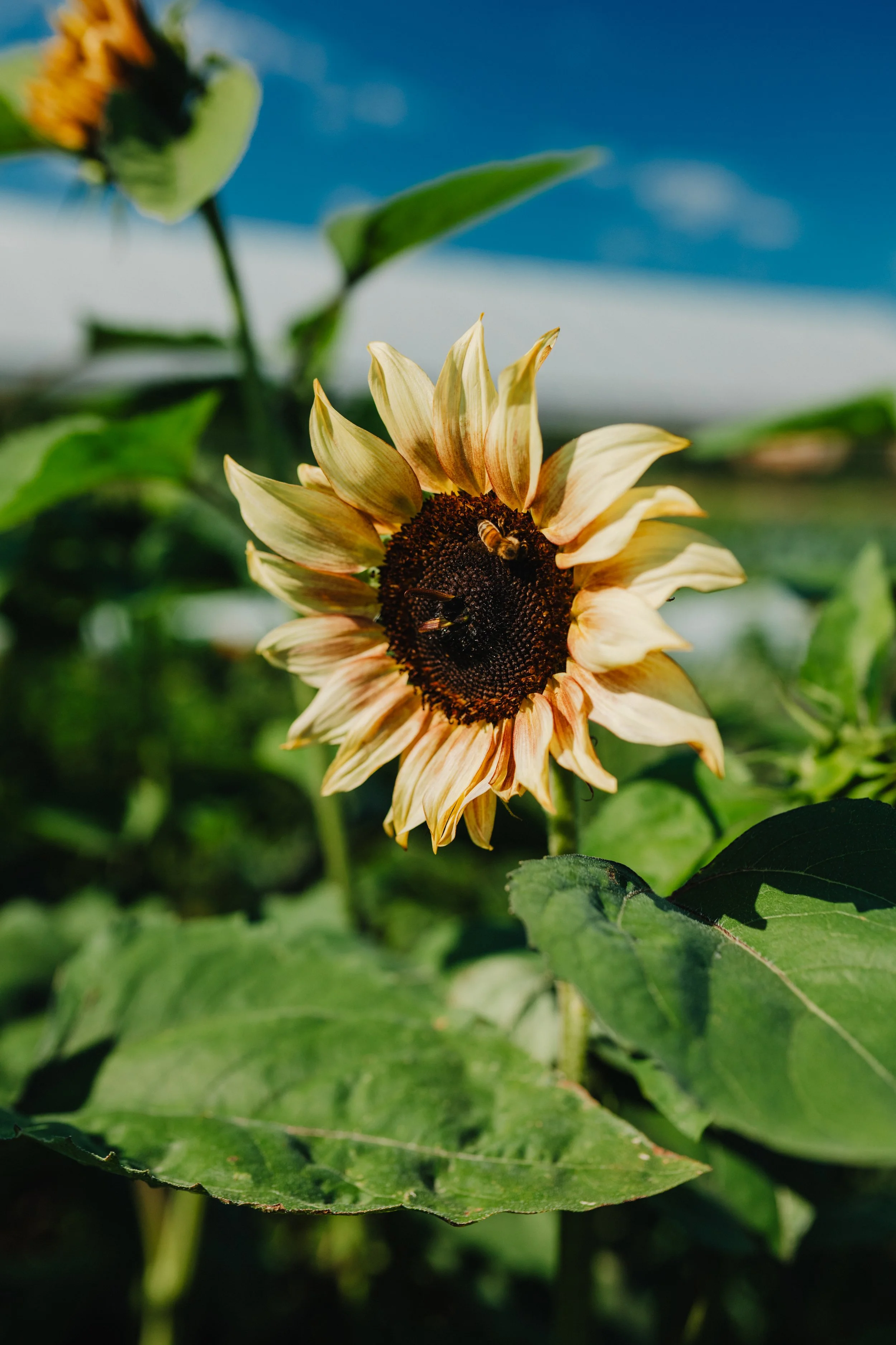 A yellow-peach sunflower with a brown center blooming in the field