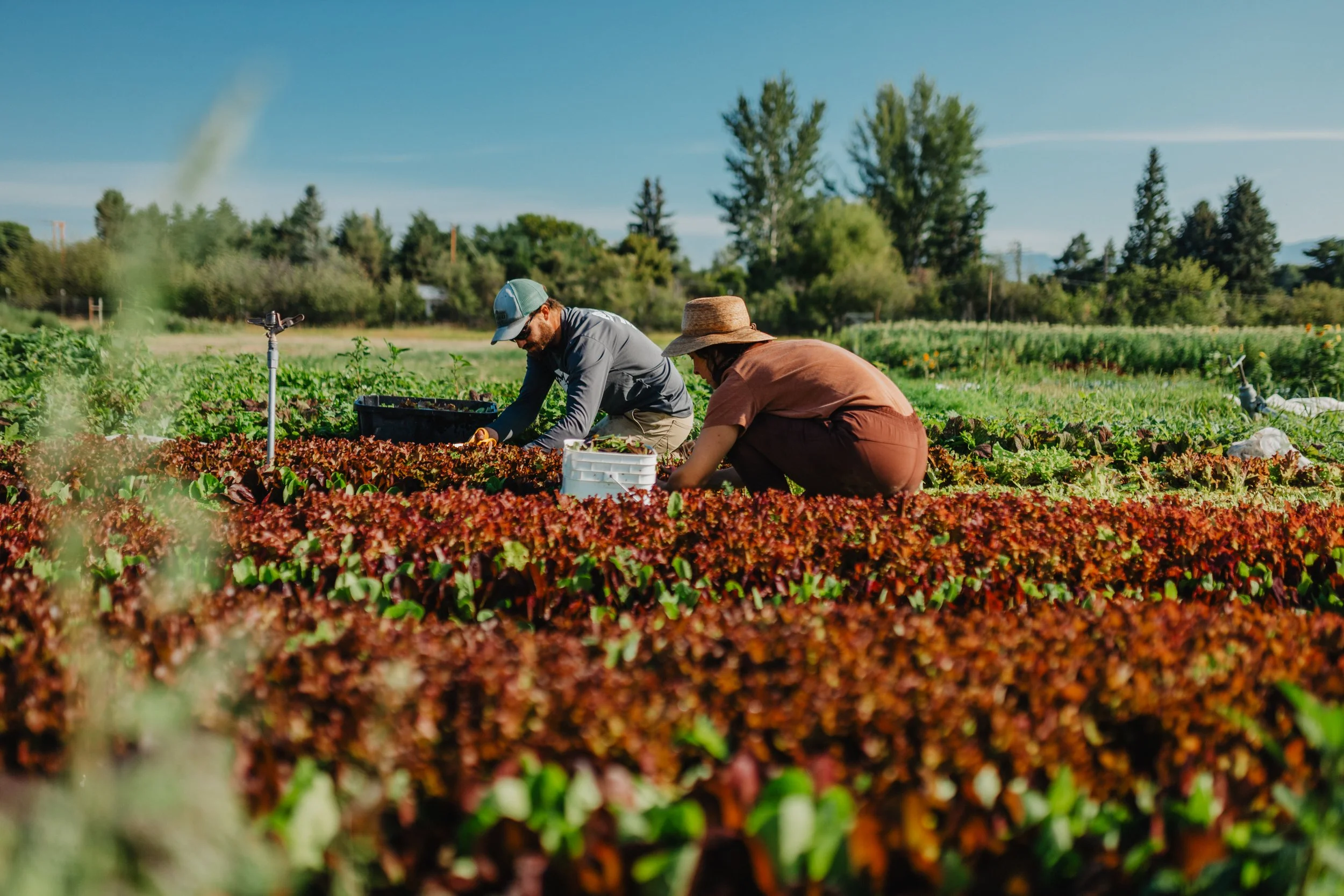 Two people harvesting red salad greens at Trust Land Farm