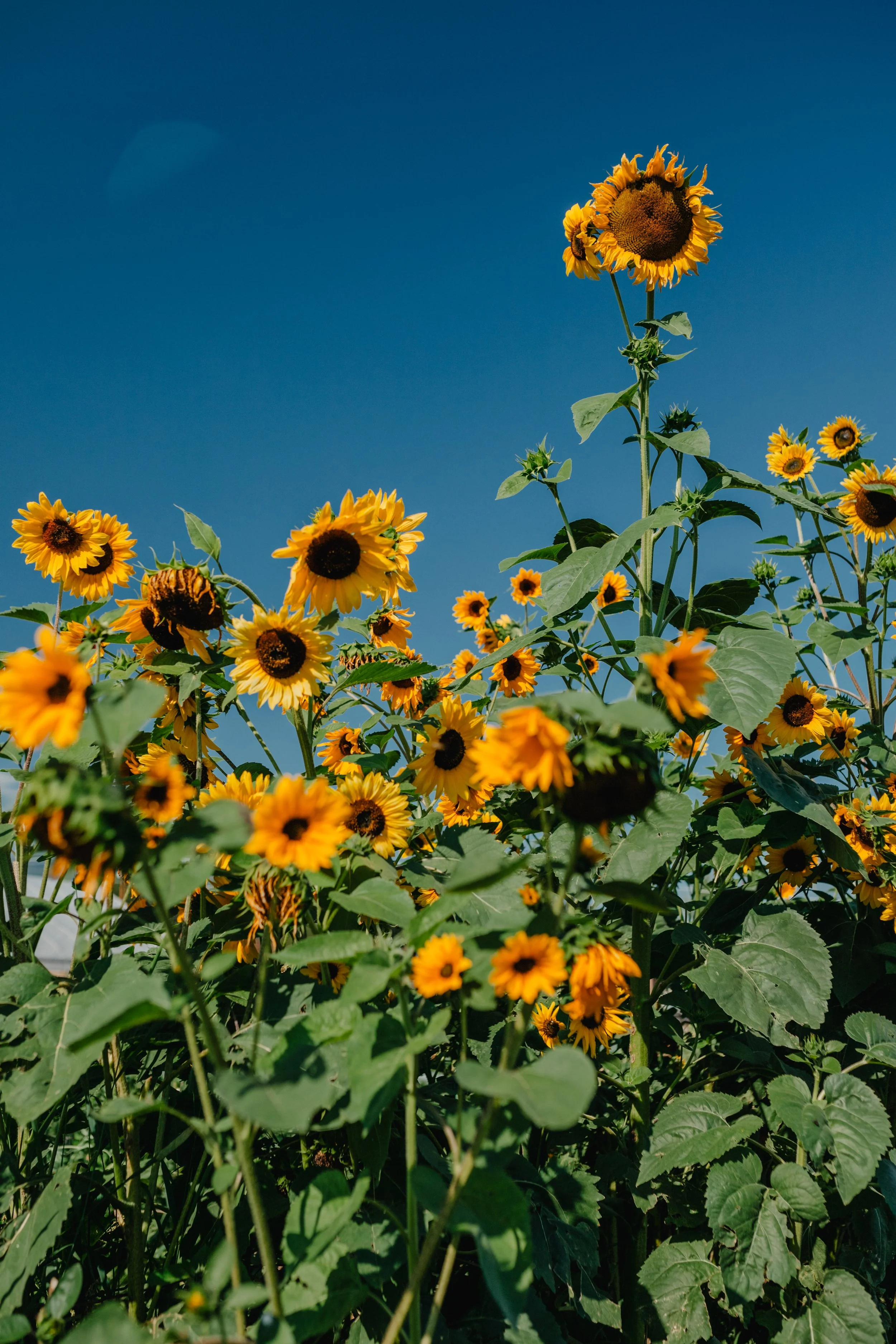 Tall yellow sunflowers blooming under a blue Montana sky