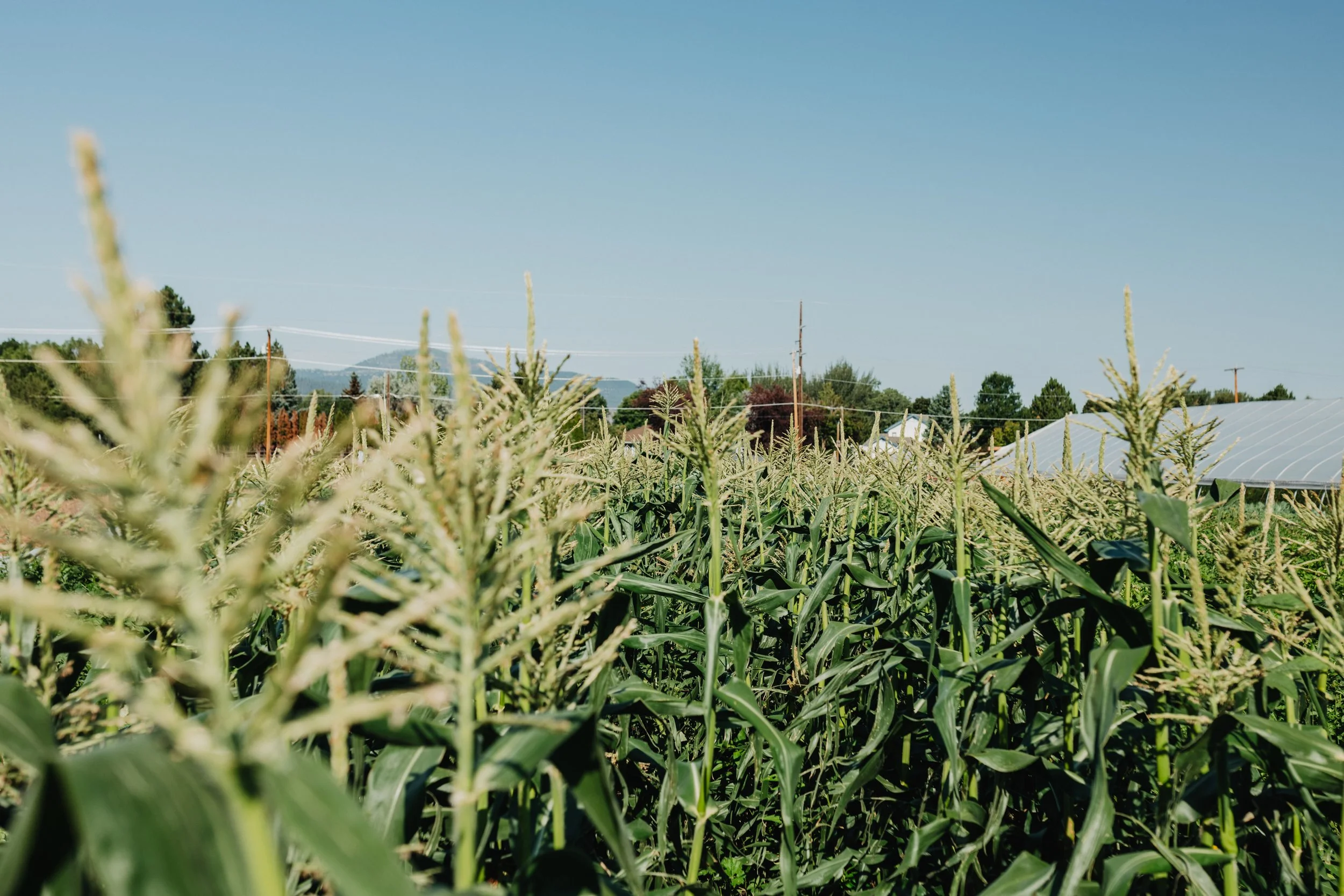 Blooming corn in a field against a blue sky with mountains in the background