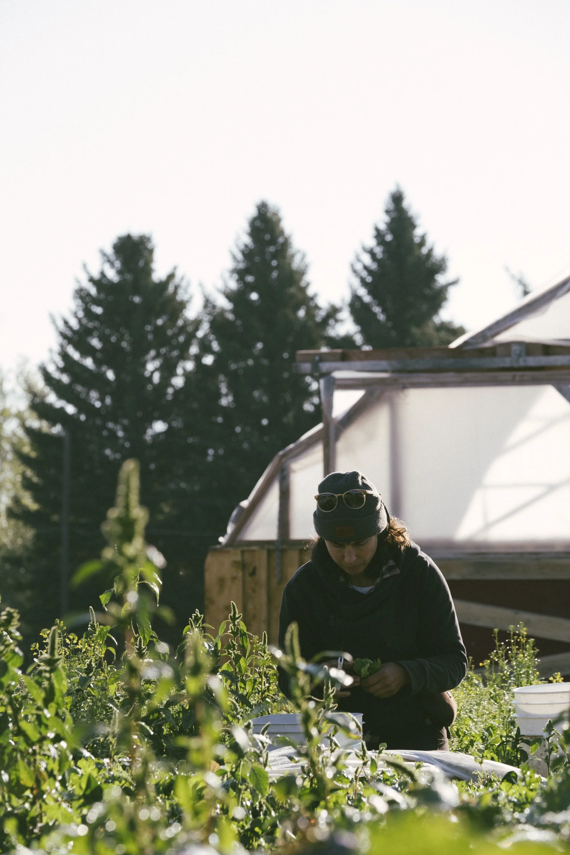A person working in a field with a wooden framed hoop house in the background and pine trees