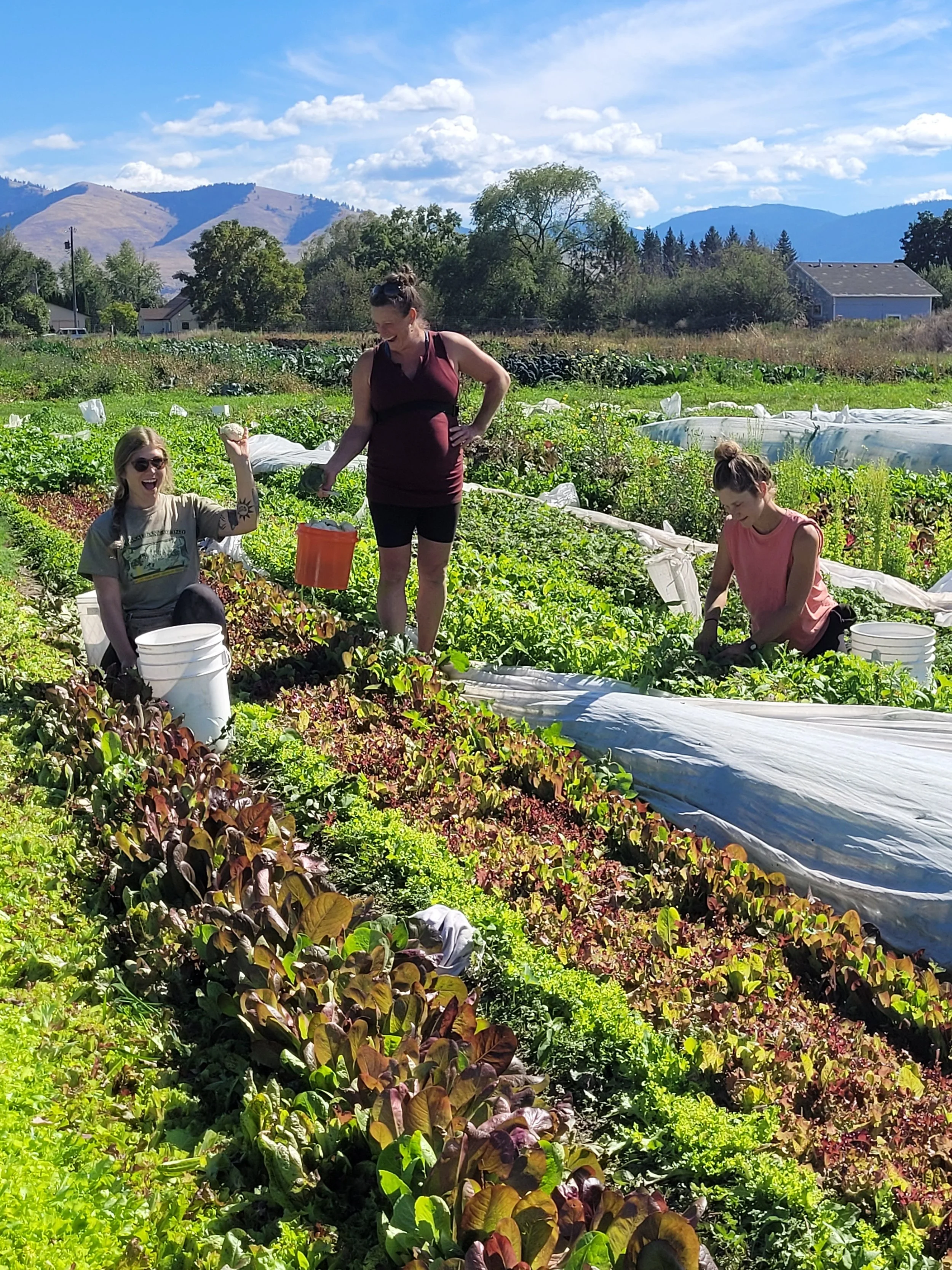 People harvesting lettuce in a farm with green plants under a partly cloudy sky, mountains in the background.
