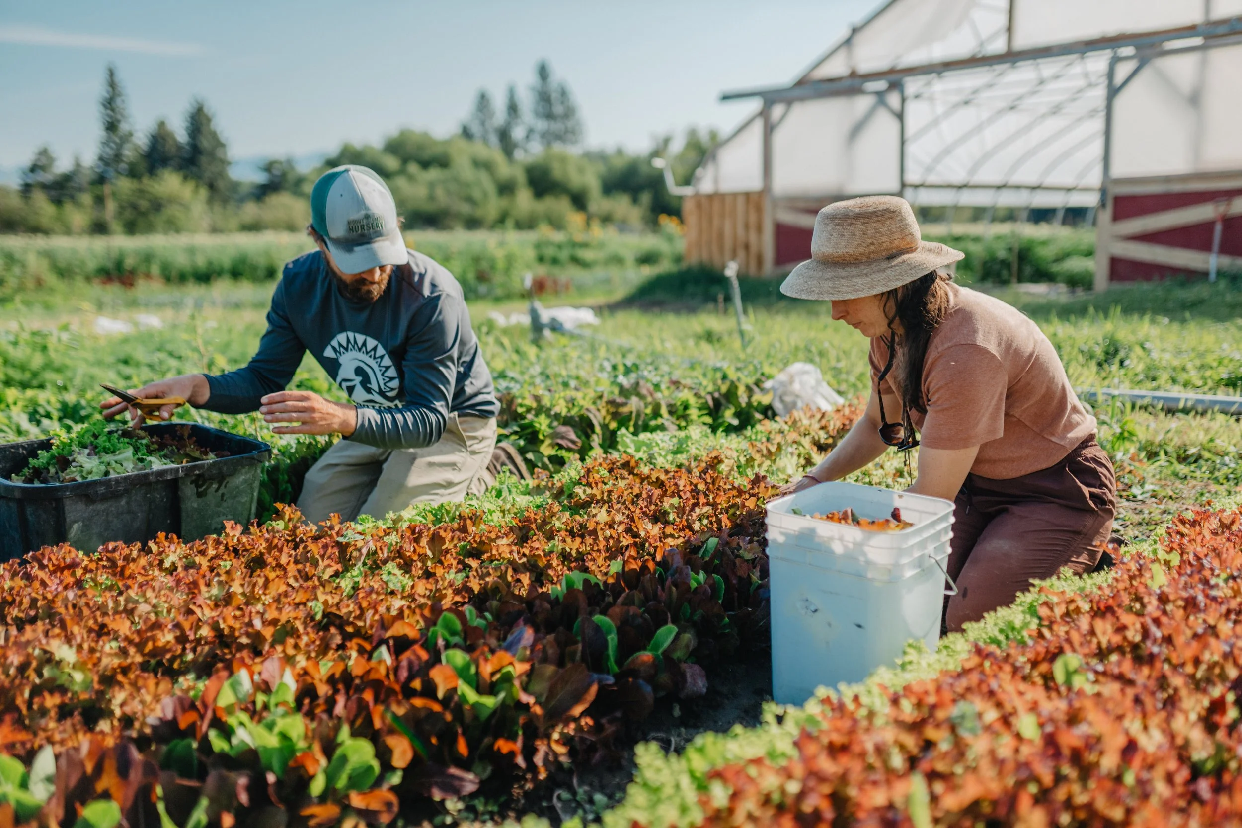 Two people harvesting salad greens at Trust Land Farm