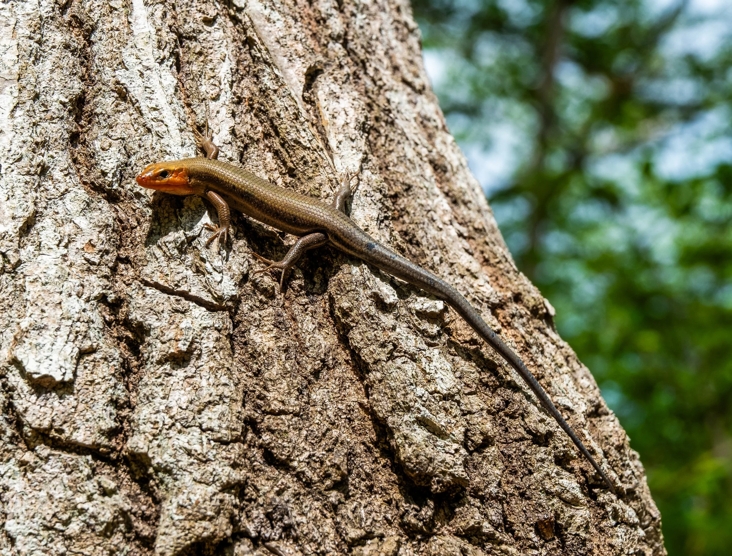 SKINK LIZARD