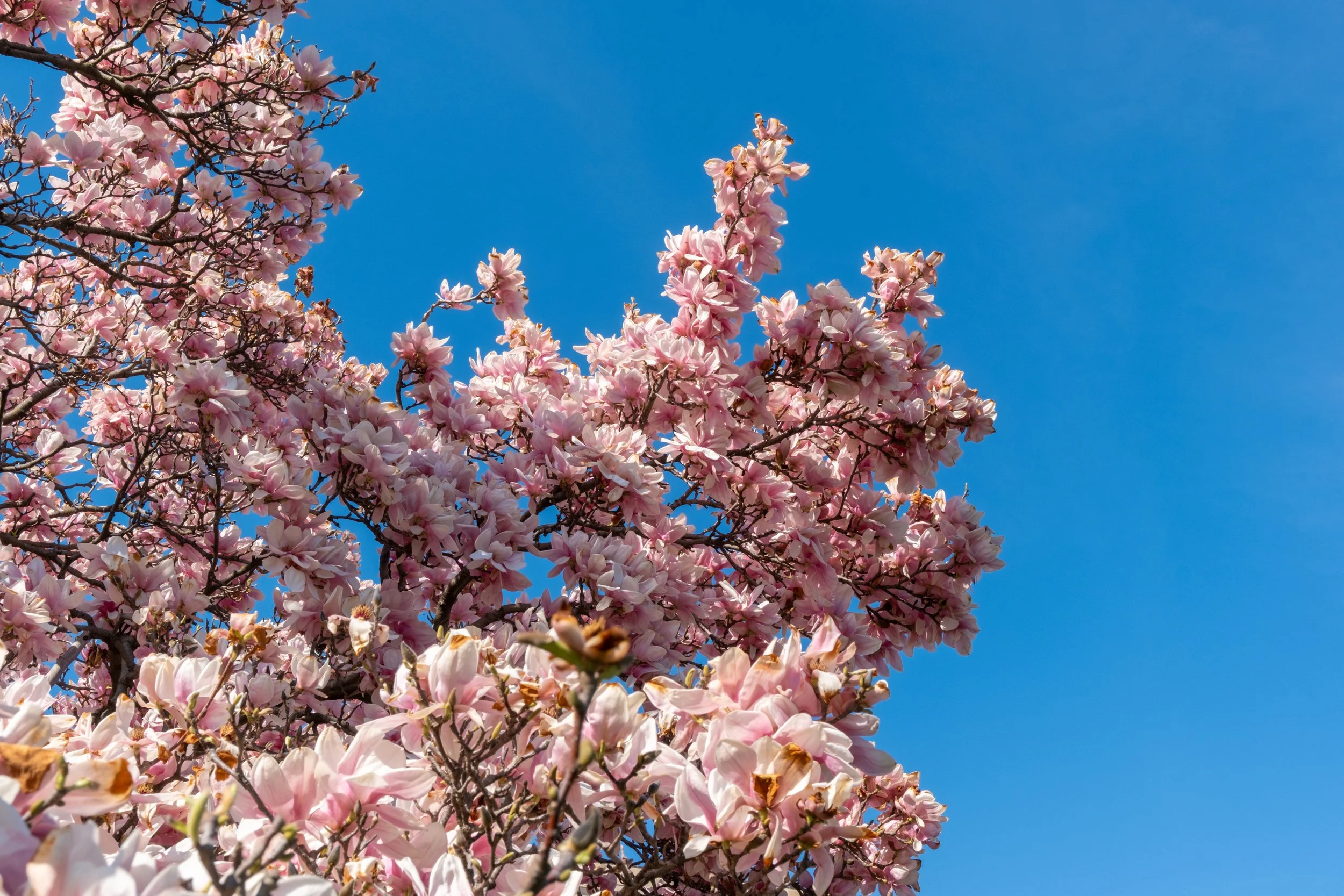 SPRING BLOSSOMS