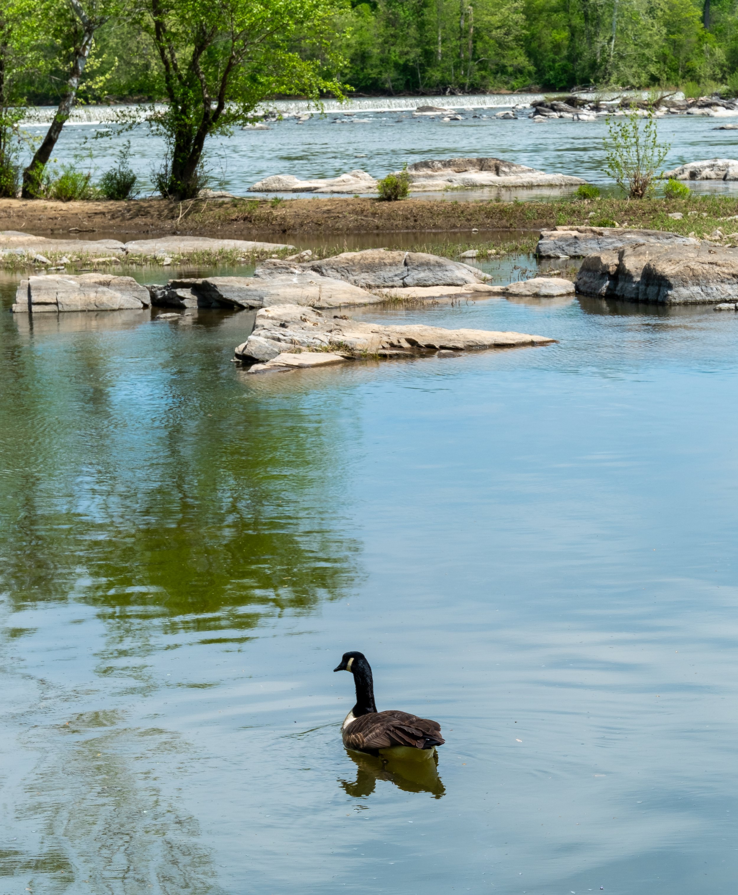 GOOSE AT POTOMAC