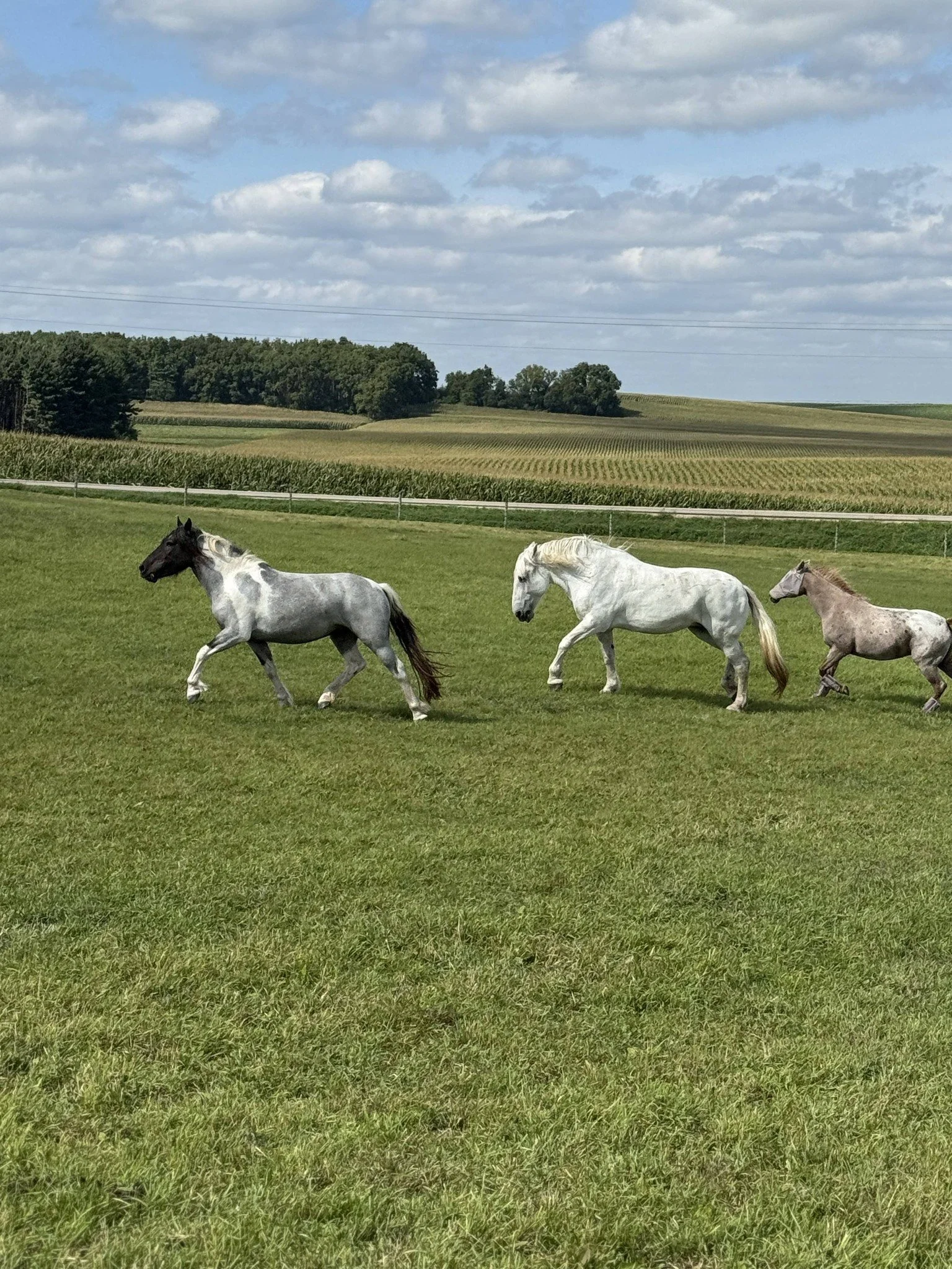 Three horses running on a lush green field with a farmland landscape in the background and a partly cloudy sky above.