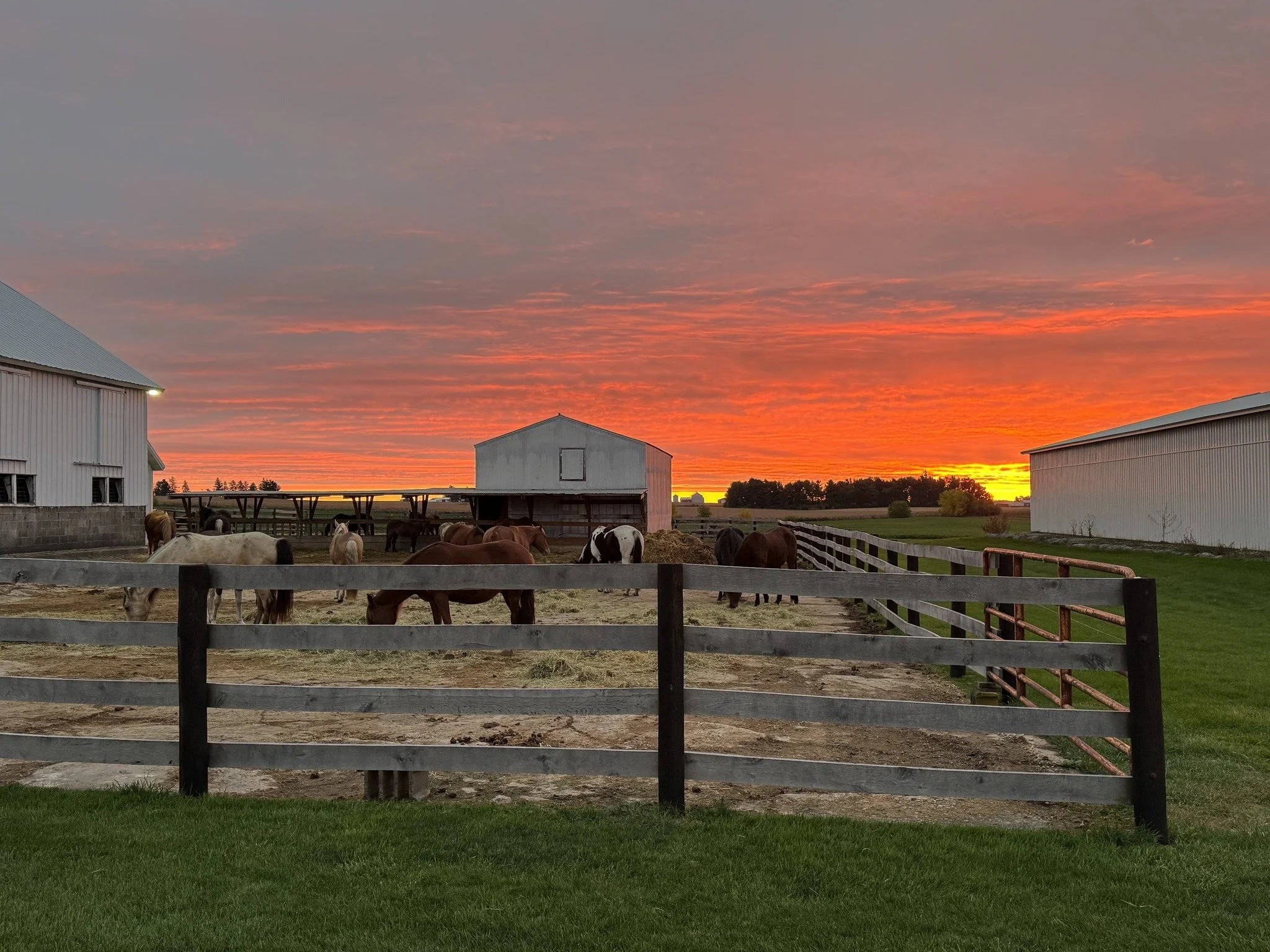 A farm scene at sunset with horses grazing inside a fenced paddock, surrounded by white barns and open fields.