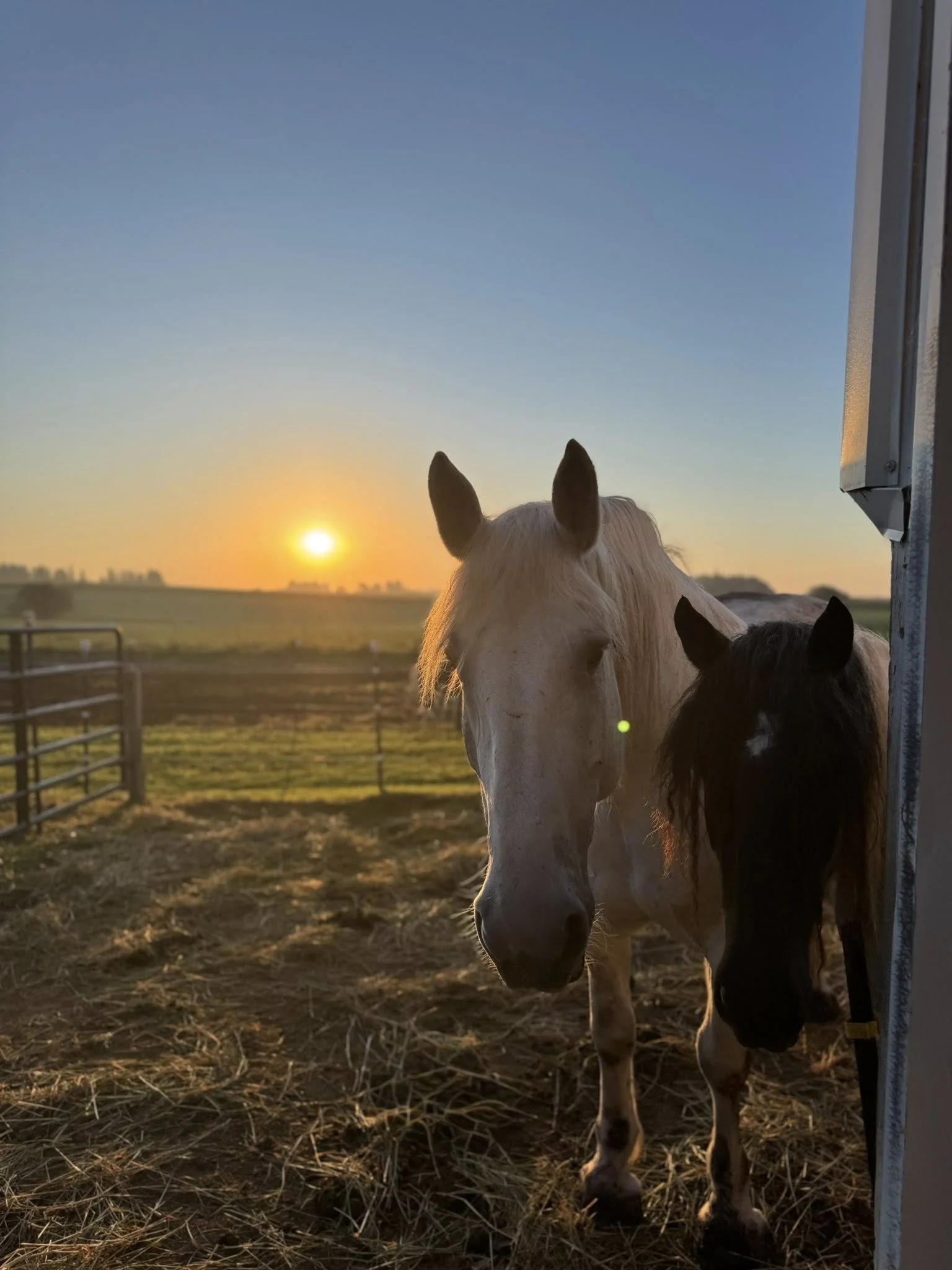 Two horses, one white and one black and white, standing outside on a farm at sunset, with a field and fence in the background.