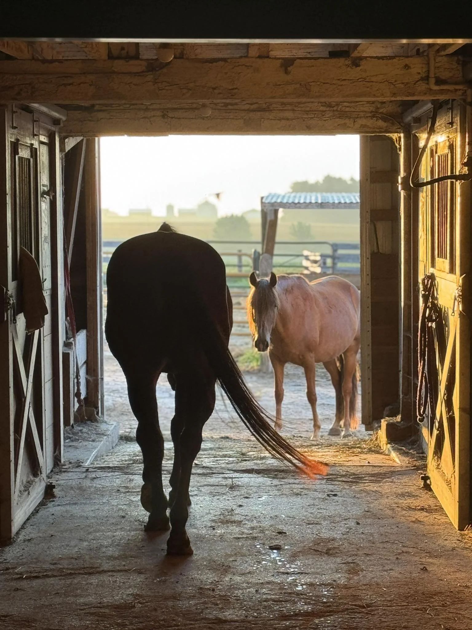 A horse walking out of a barn at sunset, with another horse outside in a pasture.