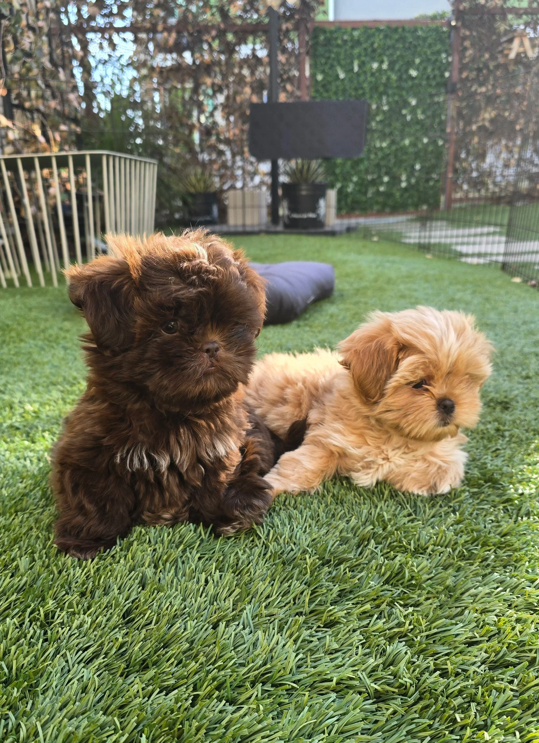 Caramel and Como, the Aurenza Studio mascots, sharing a glimpse into the personal side of the Austin luxury spray tanning brand.