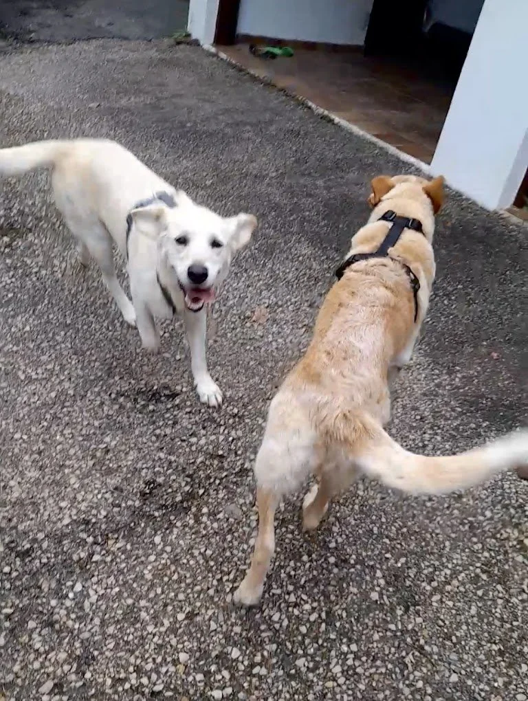 Dos perros, uno blanco y otro amarillo, en un área de grava, interactuando en un ambiente exterior.