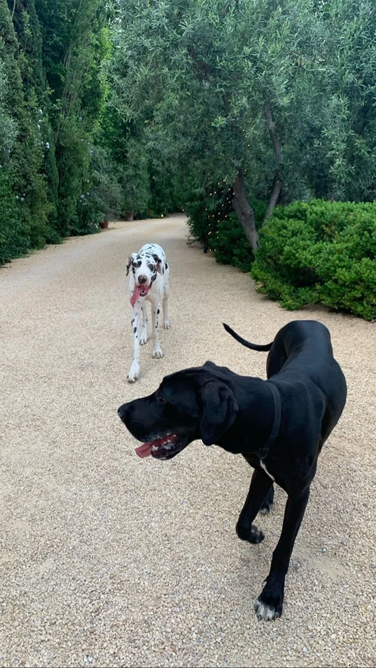 Dos perros corriendo por un sendero rodeado de árboles y arbustos, uno negro y otro blanco con manchas negras.