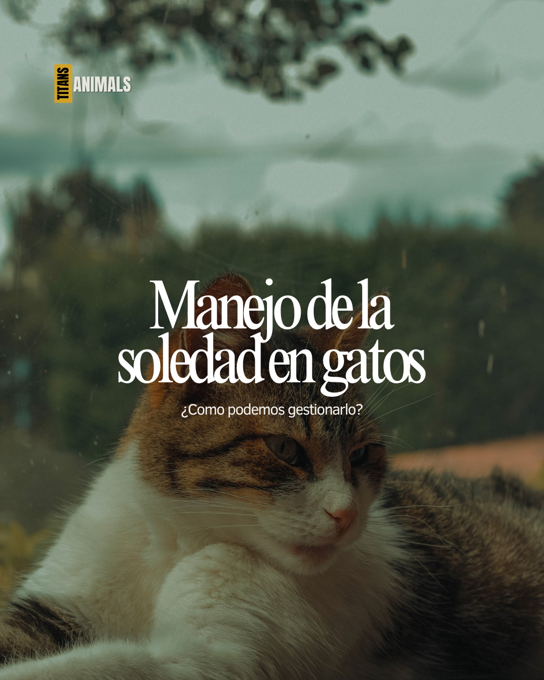 Un gato acostado junto a un ventanal con paisaje exterior difuso, con texto en español sobre manejo de la soledad en gatos.