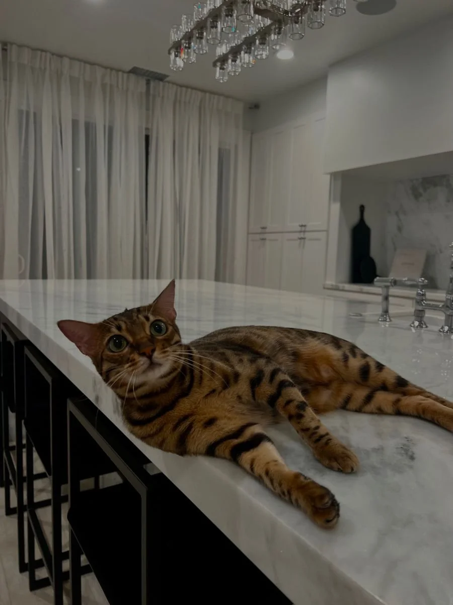 Cuidado felino