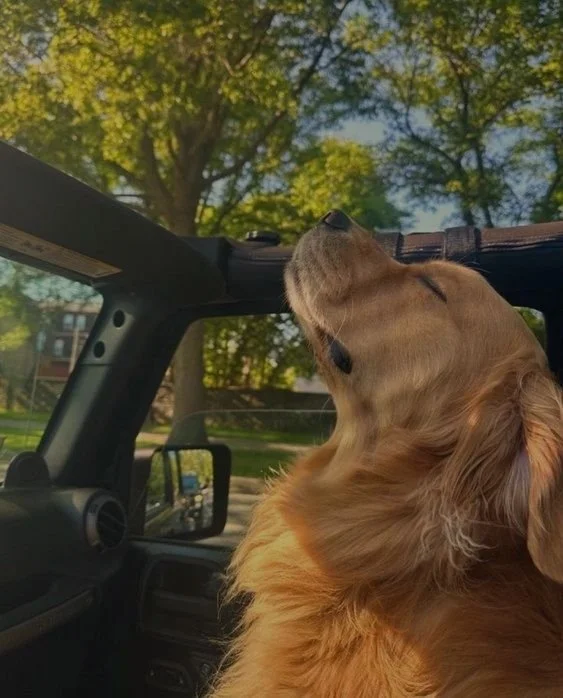 Un perro de raza golden retriever con la cabeza levantada dentro de un vehículo, con árboles verdes en el fondo.