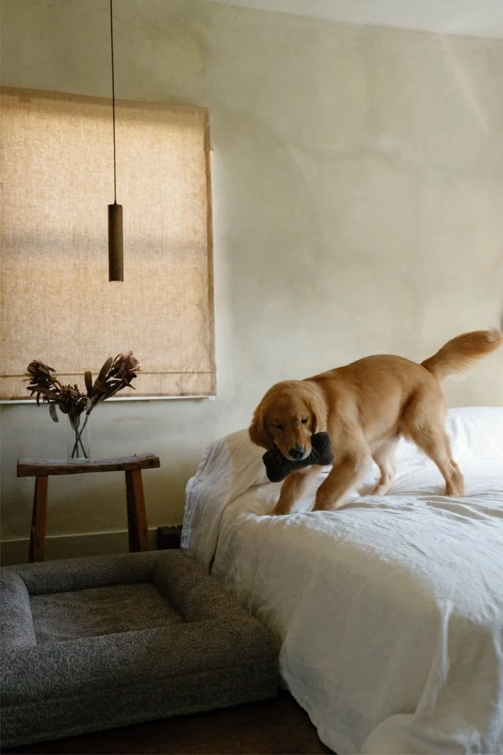 Un perro de raza golden retriever en una cama de habitación, sosteniendo un juguete de goma negra en su boca.