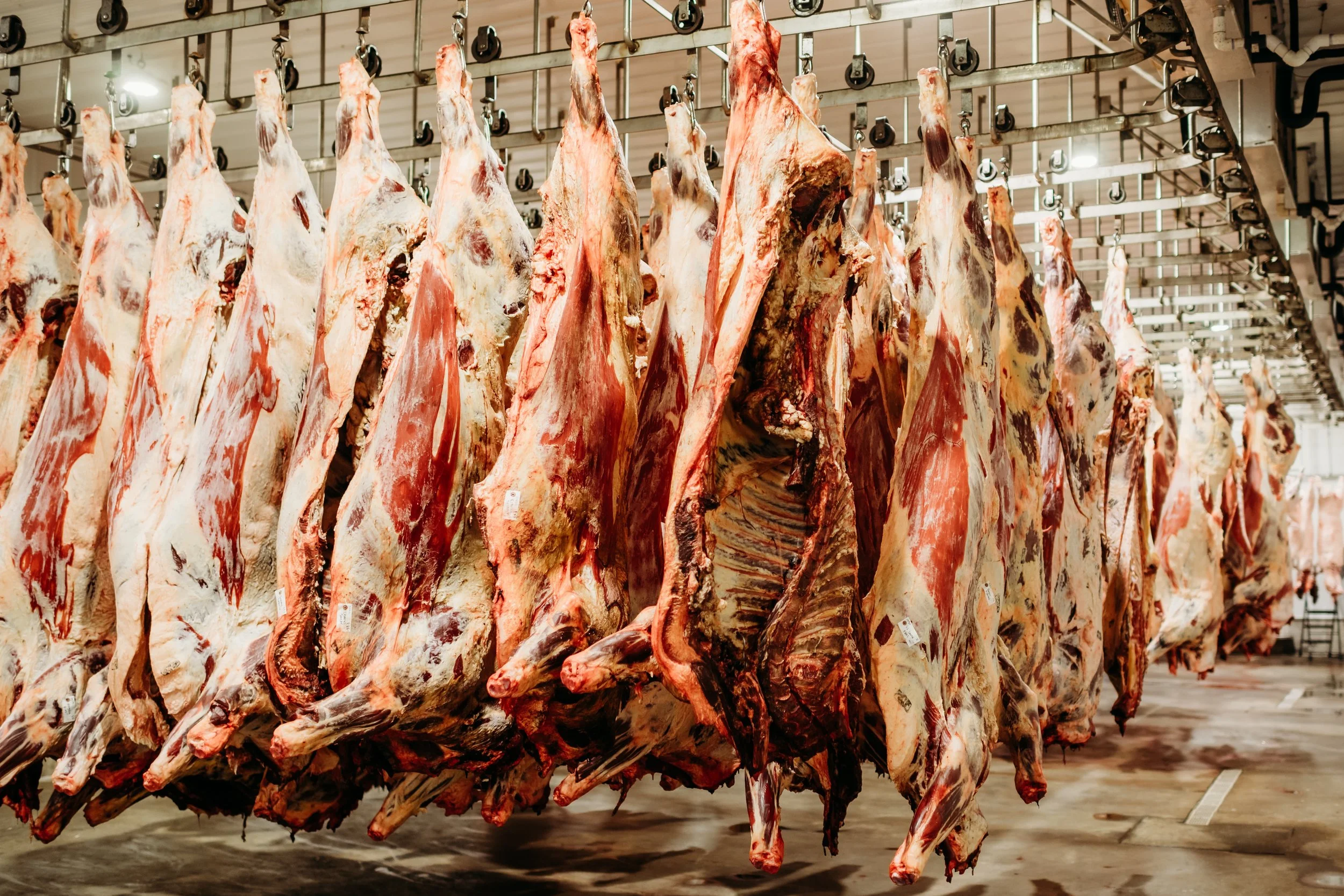 20240206 carcass1.jpg