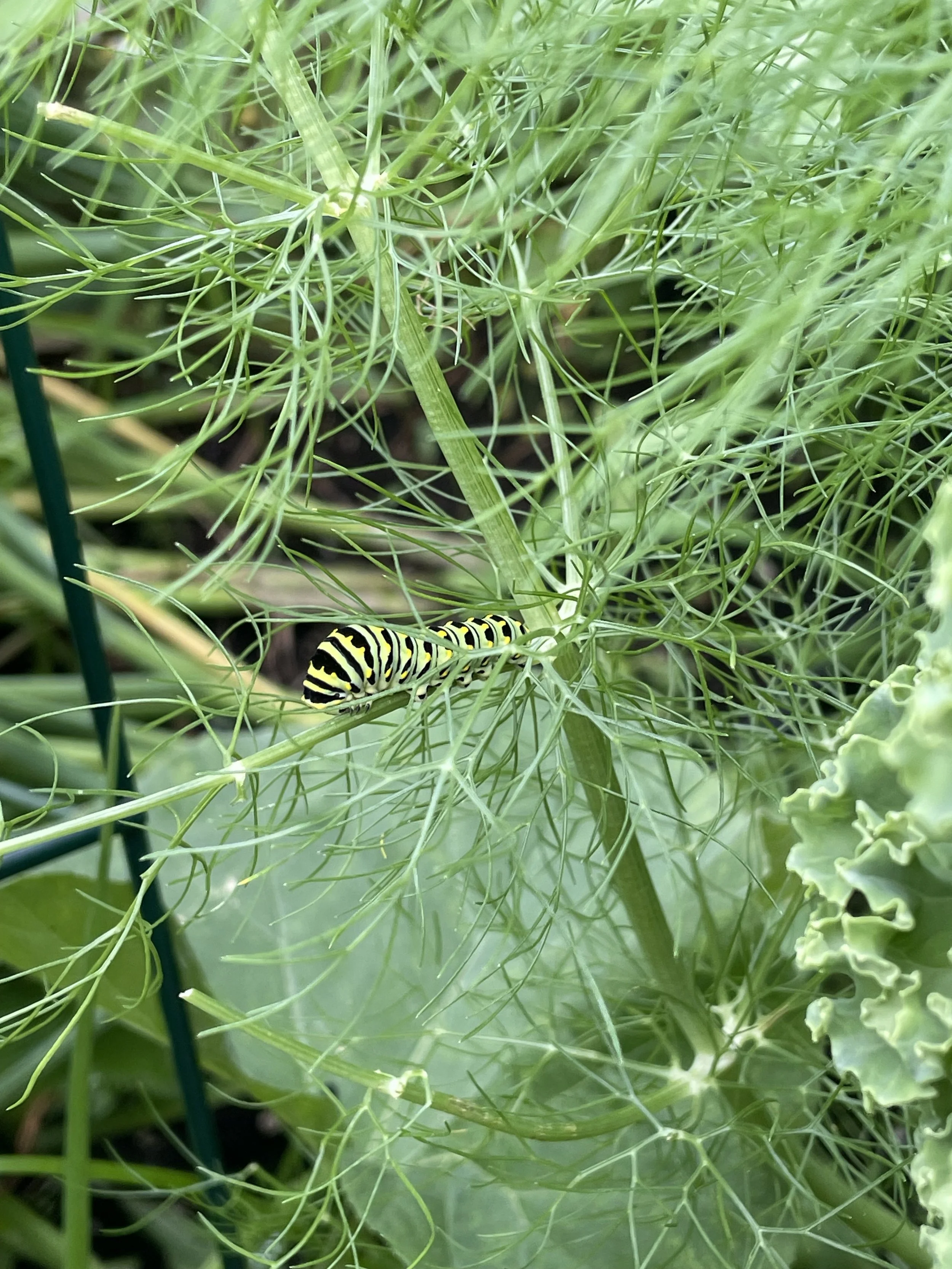 A green caterpillar with black and yellow stripes crawling on green plant leaves.