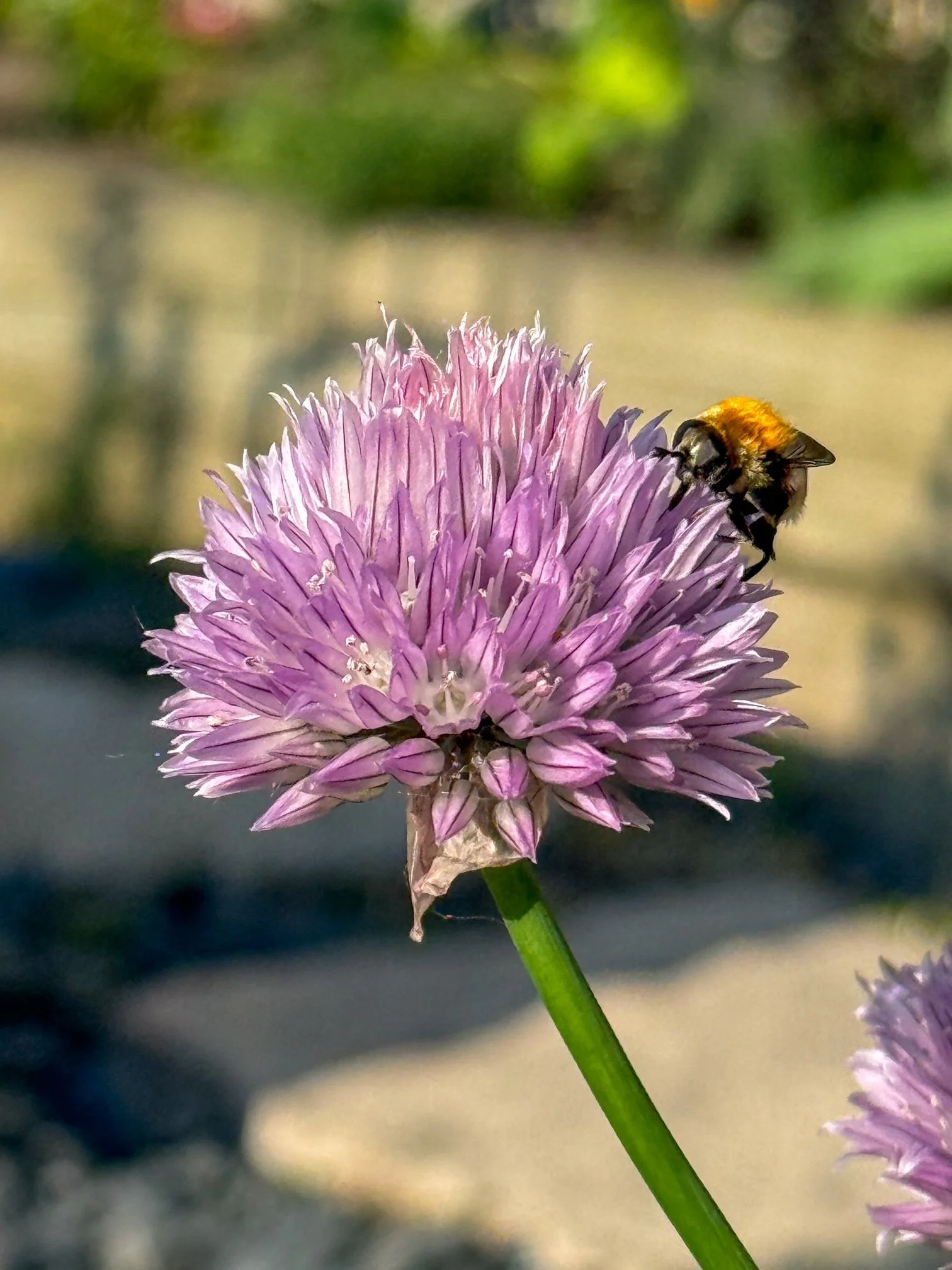 Close-up of a purple allium flower with a bumblebee on it, blurred background.