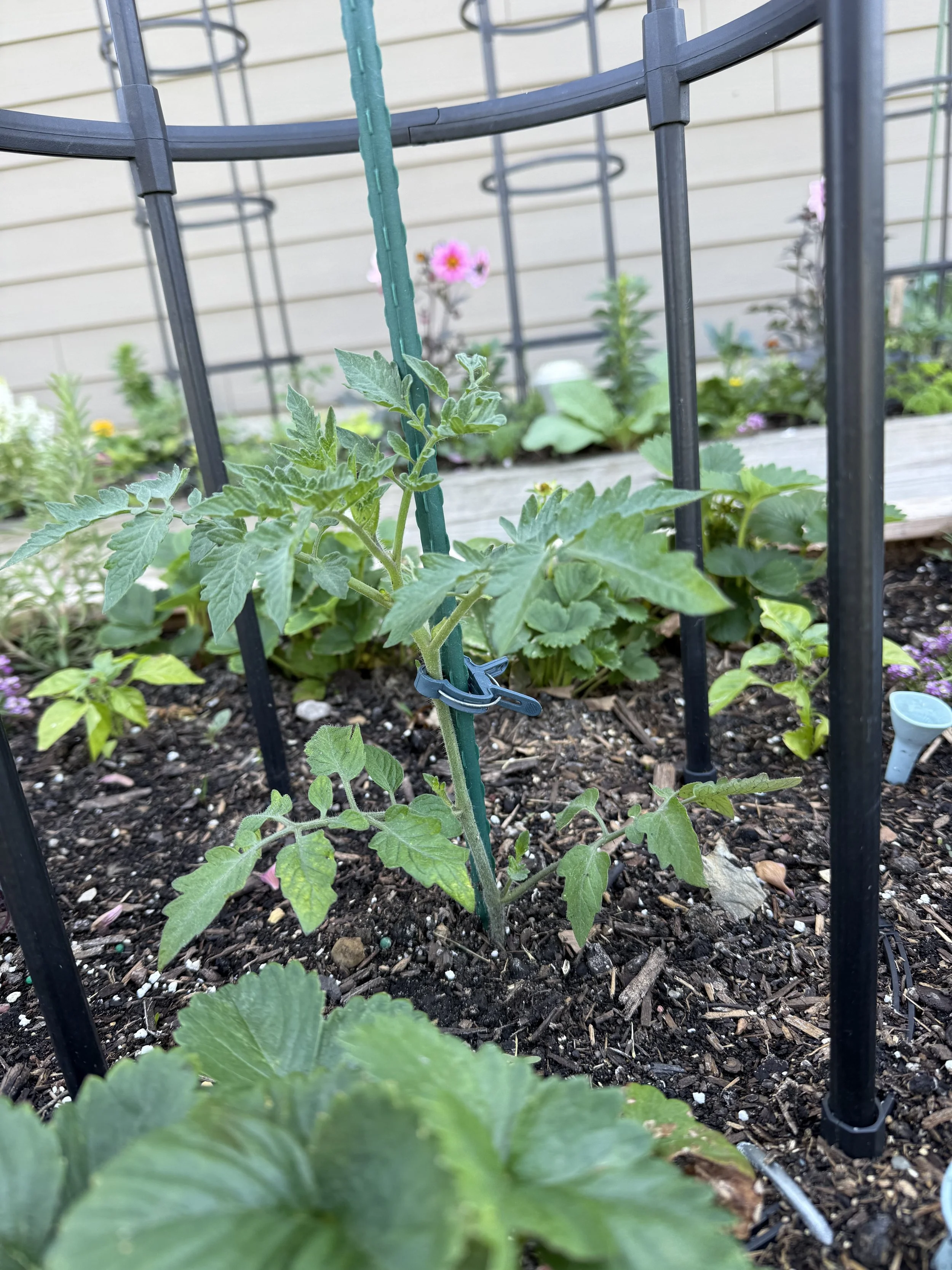 Kitchen Garden Plant Supports: Keeping Your Vegetables Upright All Season