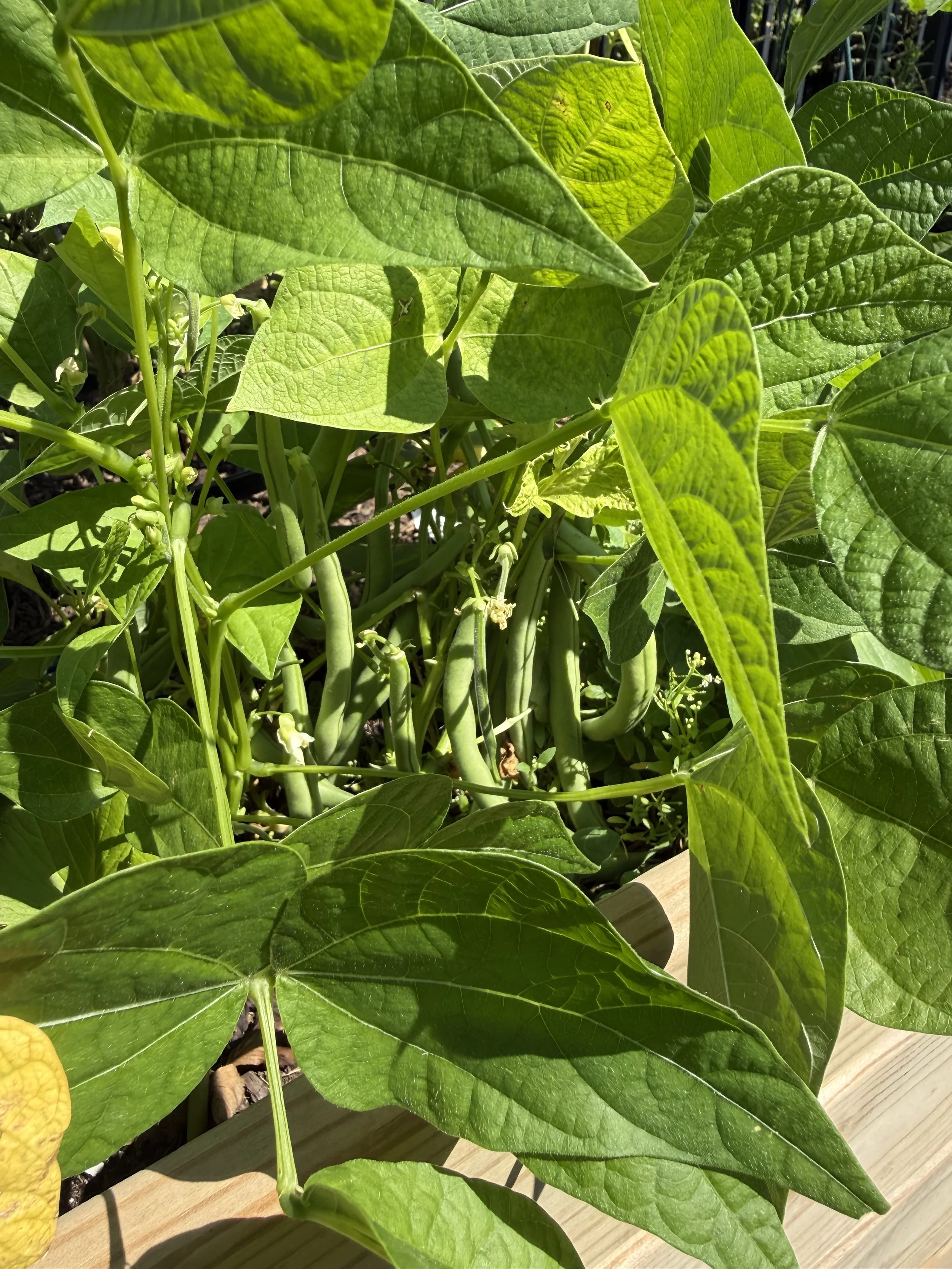Green bean plants with broad leaves and small bean pods growing on a garden bed.
