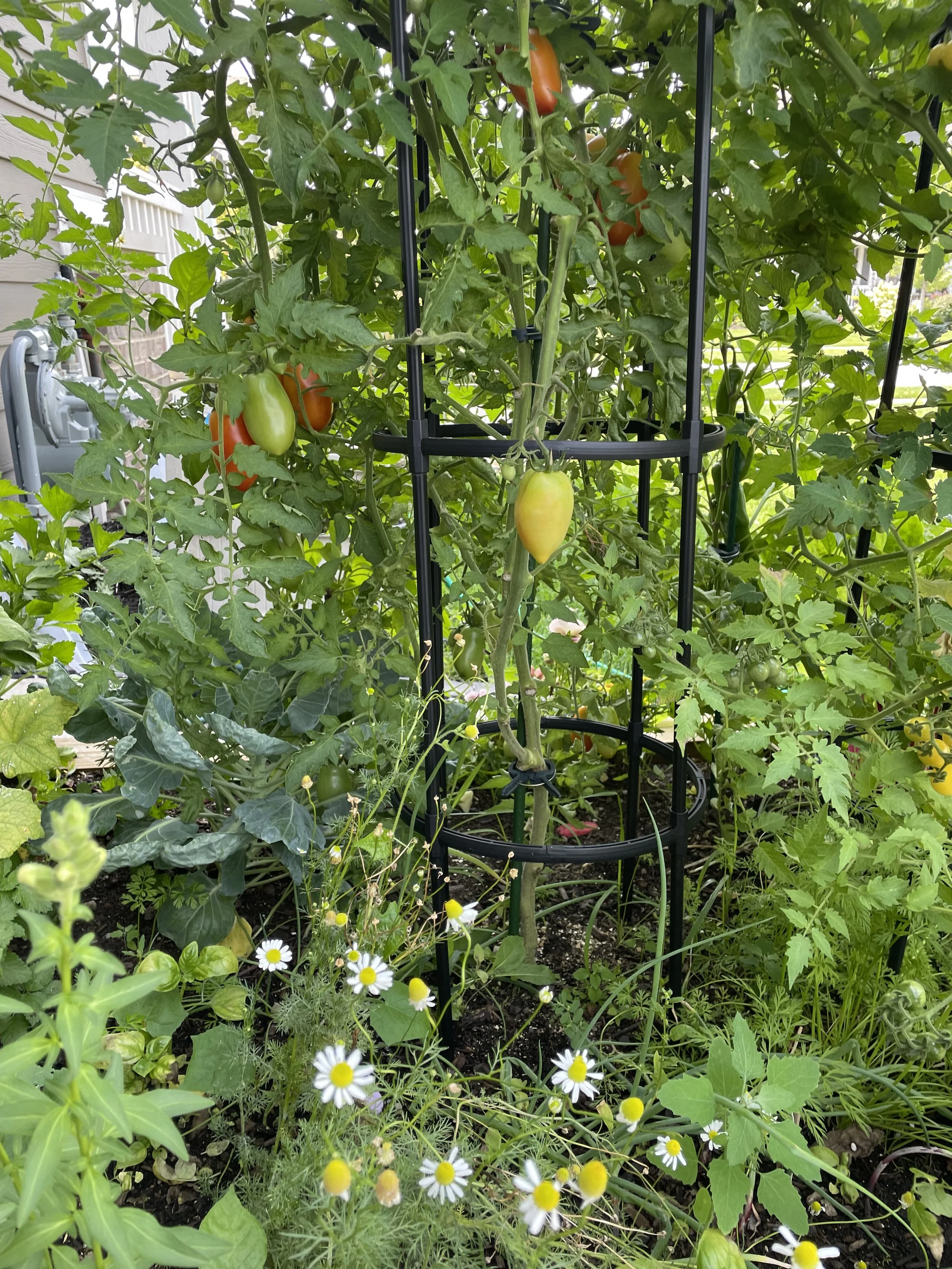 A garden with tomato plants supported by black tomato cages. The tomato plants have green and early ripening tomatoes. There are also small white daisies with yellow centers growing among the plants.