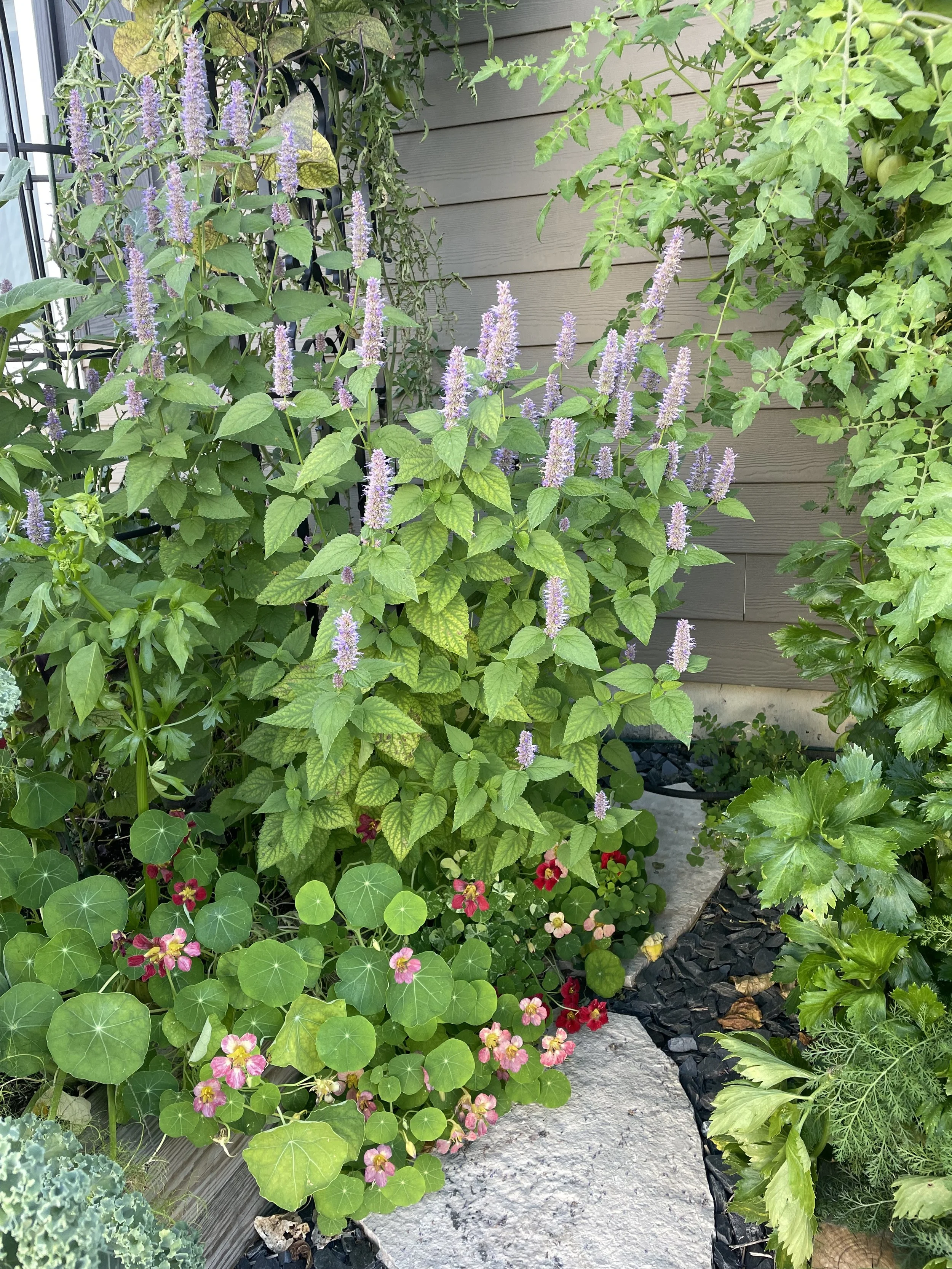 A lush garden with various green plants and flowers, including purple lavender, pink begonias, and leafy foliage, along a stone pathway against a gray wooden fence.
