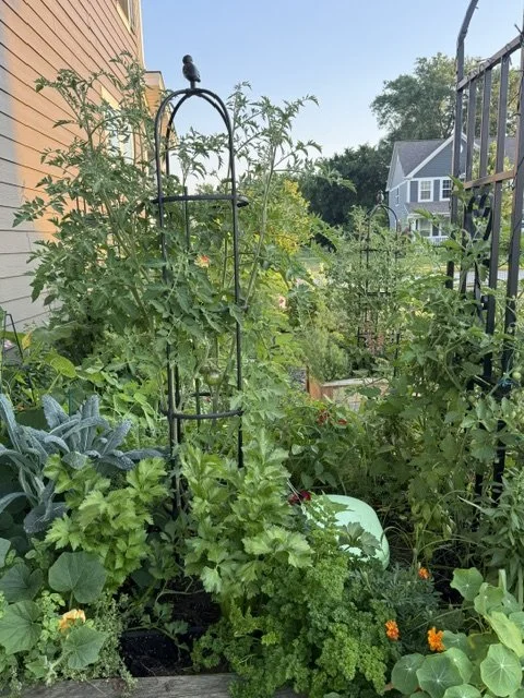 A lush garden with various green plants, flowering vegetables, and a small trellis structure on a side yard with neighboring houses visible in the background.