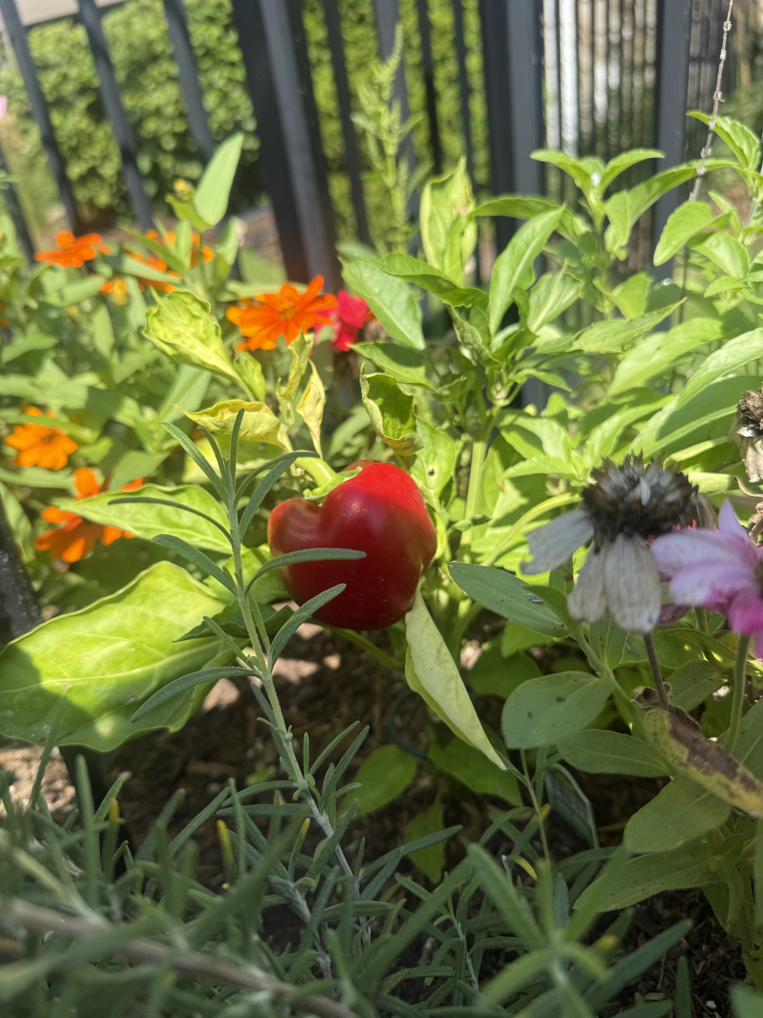 Close-up of a garden with green leaves, orange flowers, and a red apple among the foliage, with a black metal fence in the background.