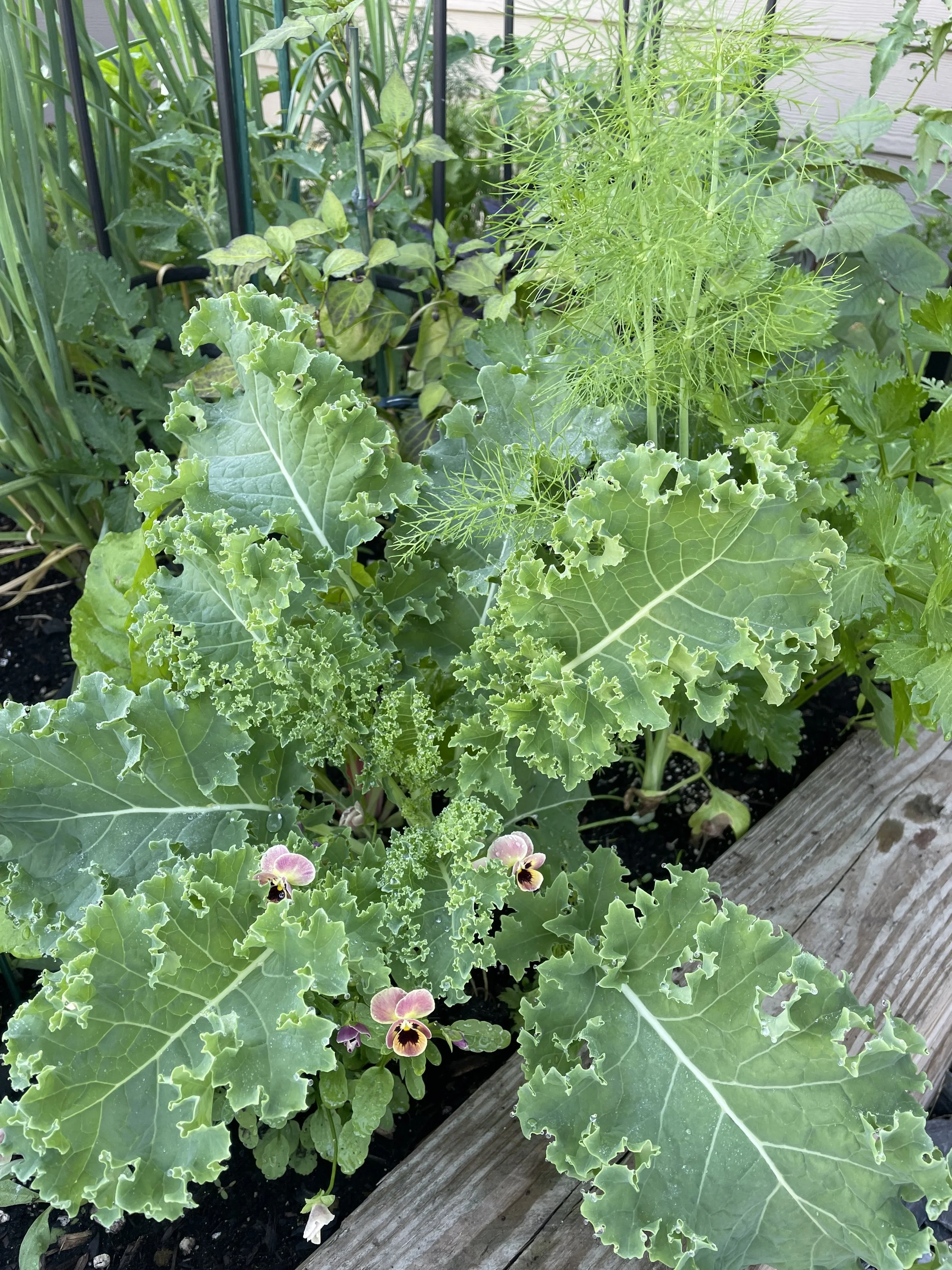 A lush garden bed with large green kale leaves, smaller flowering plants with pink and yellow pansies, and tall green herbs, surrounded by wooden edging.