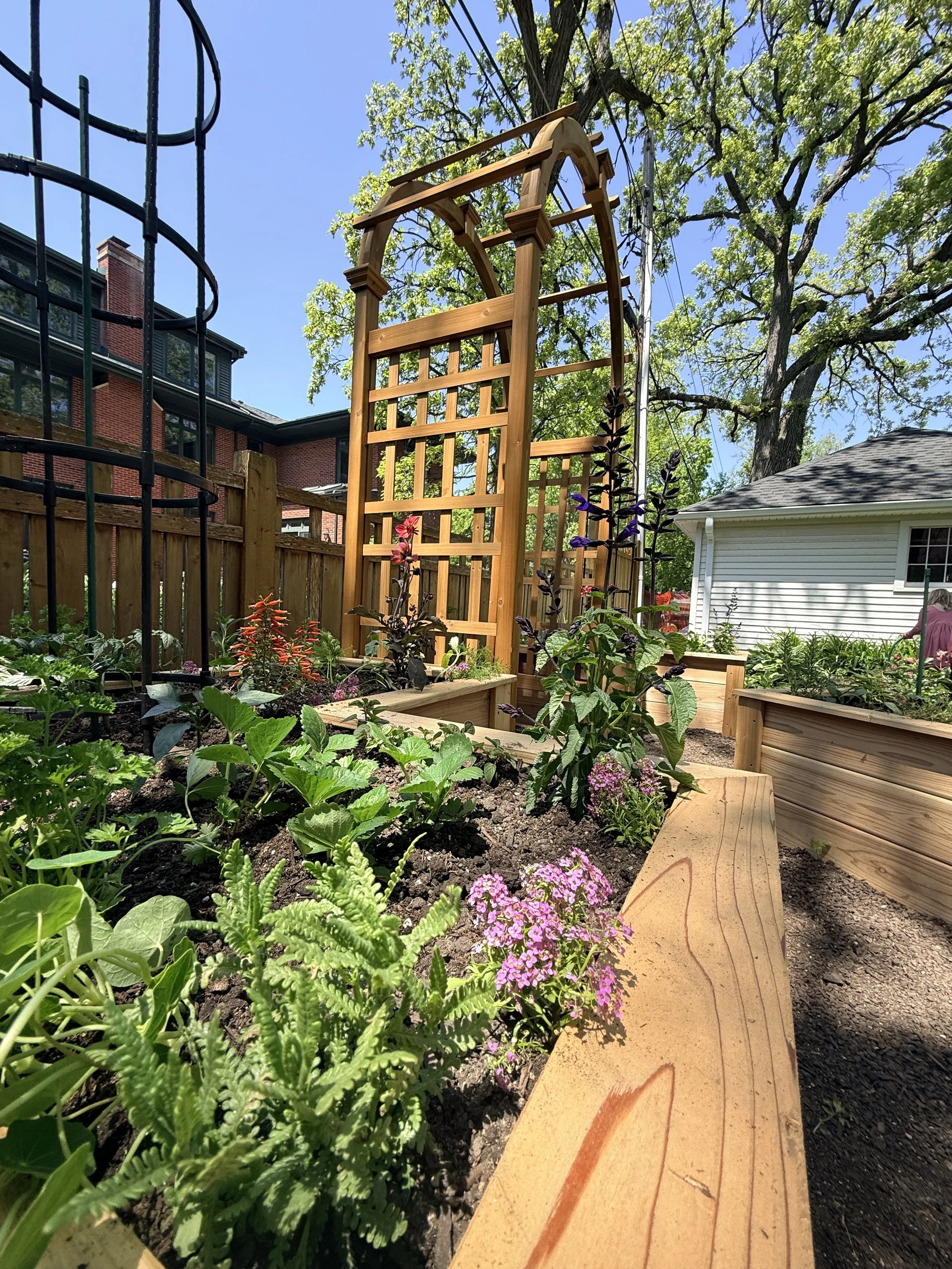 A backyard garden with raised flower beds, a wooden trellis, and a winding wood pathway, with a tree, a house, and a blue sky in the background.