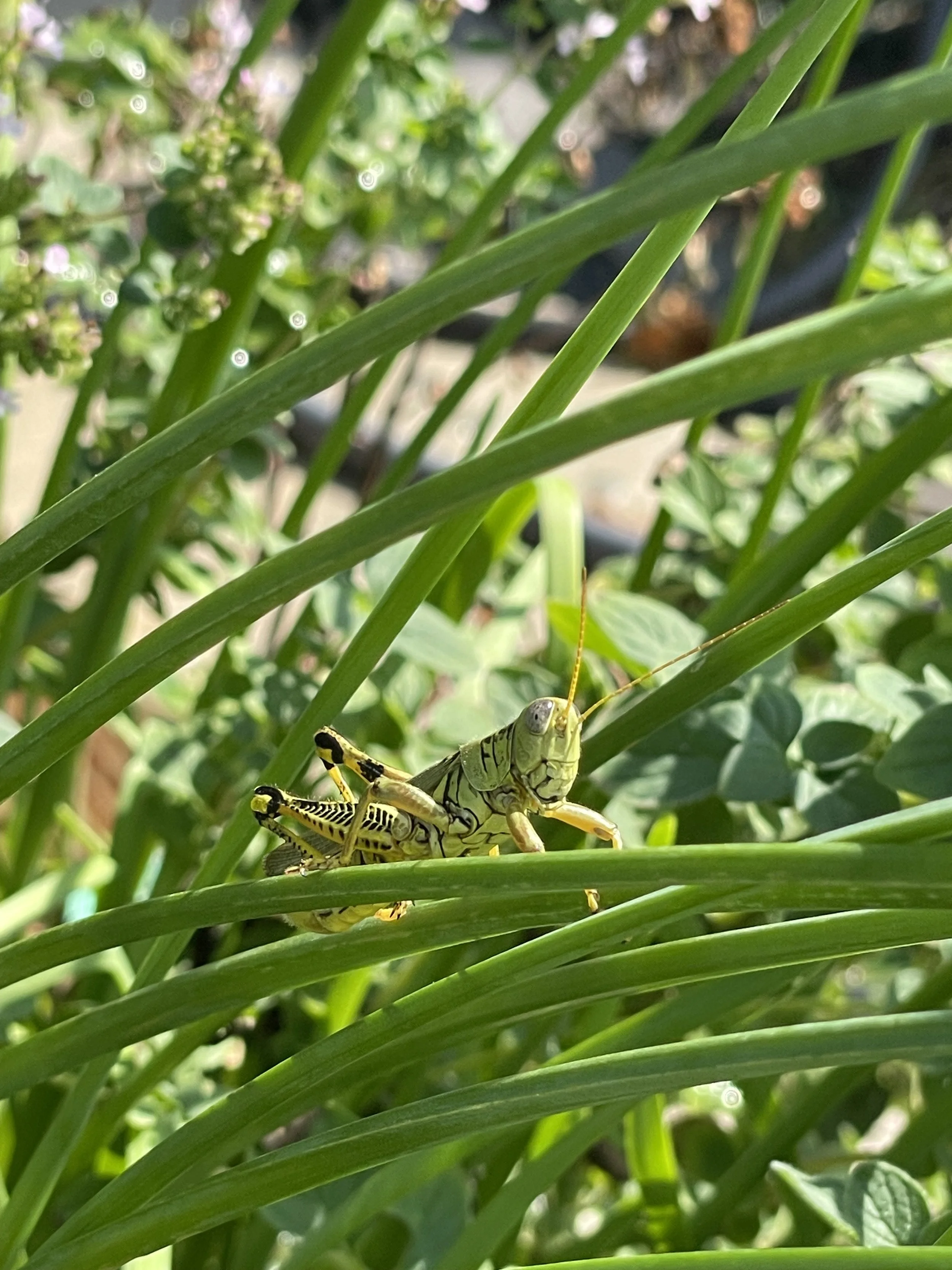 Close-up of a grasshopper camouflaged among the green grass and plant leaves.