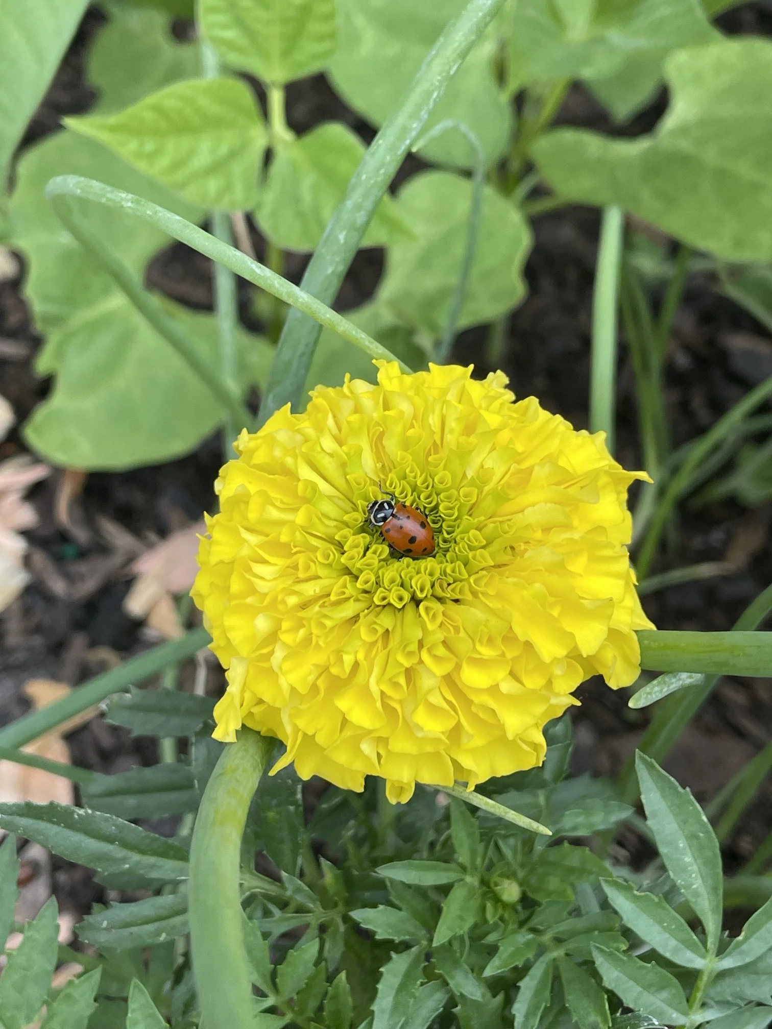 A yellow marigold flower with a ladybug on it, surrounded by green leaves.