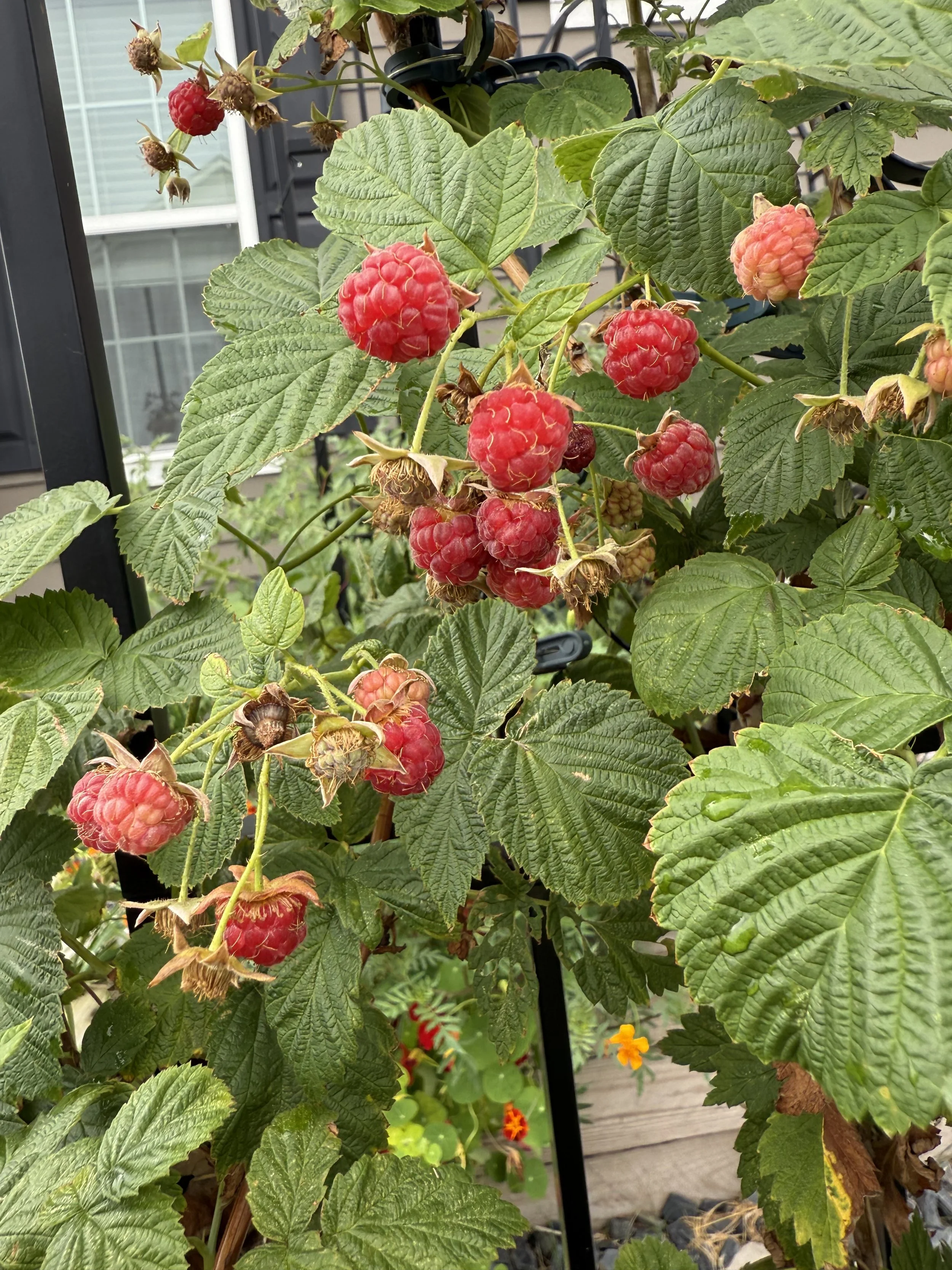 Close-up of a raspberry plant with ripe red raspberries and green leaves, some berries are starting to turn darker.