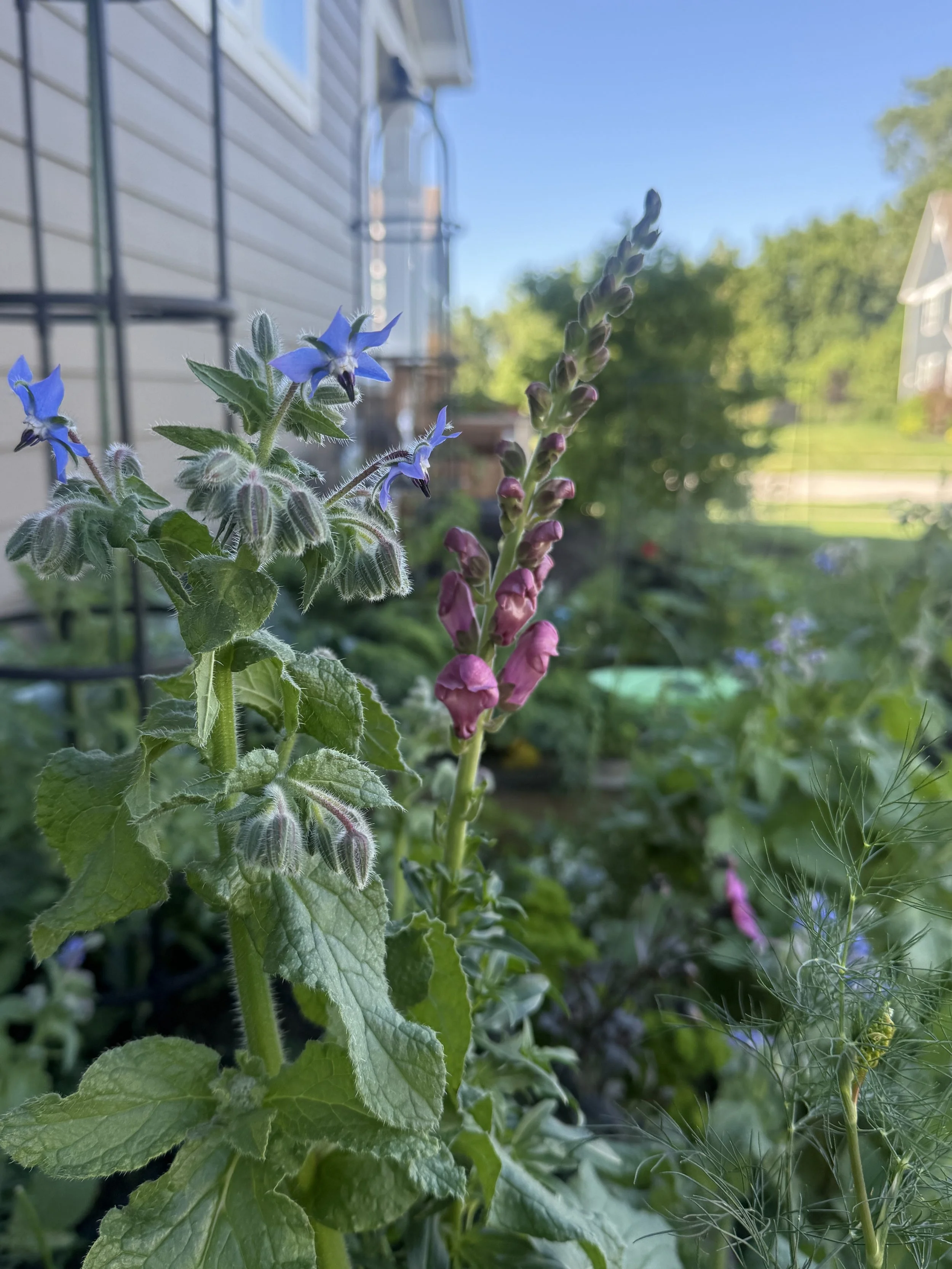 Close-up of a flowering plant with blue star-shaped flowers and a tall pink flower spike, set against a background of green foliage and a house with an exterior wall and window.