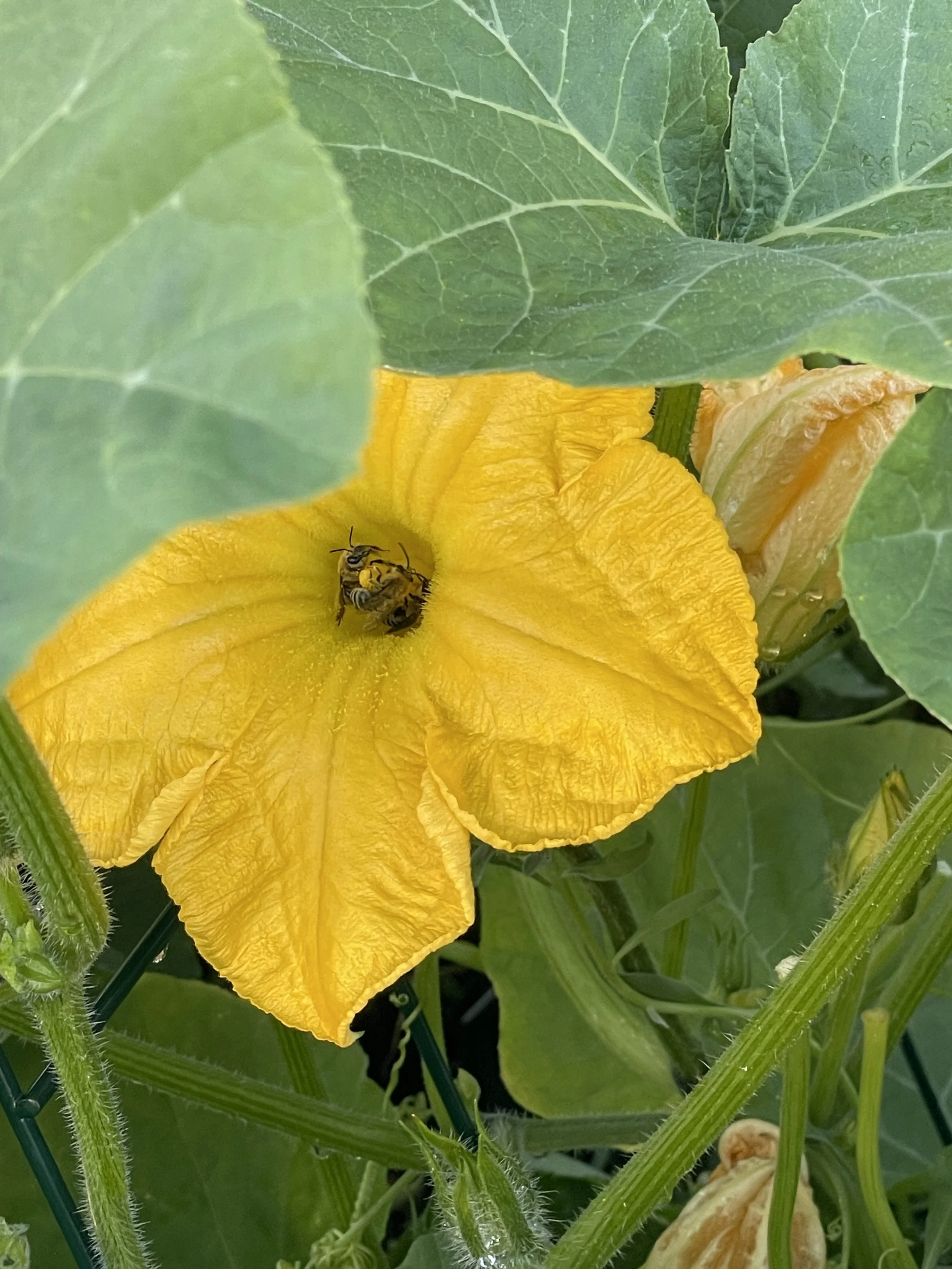 Yellow squash flower with a bee on it, surrounded by green leaves and plant stems.