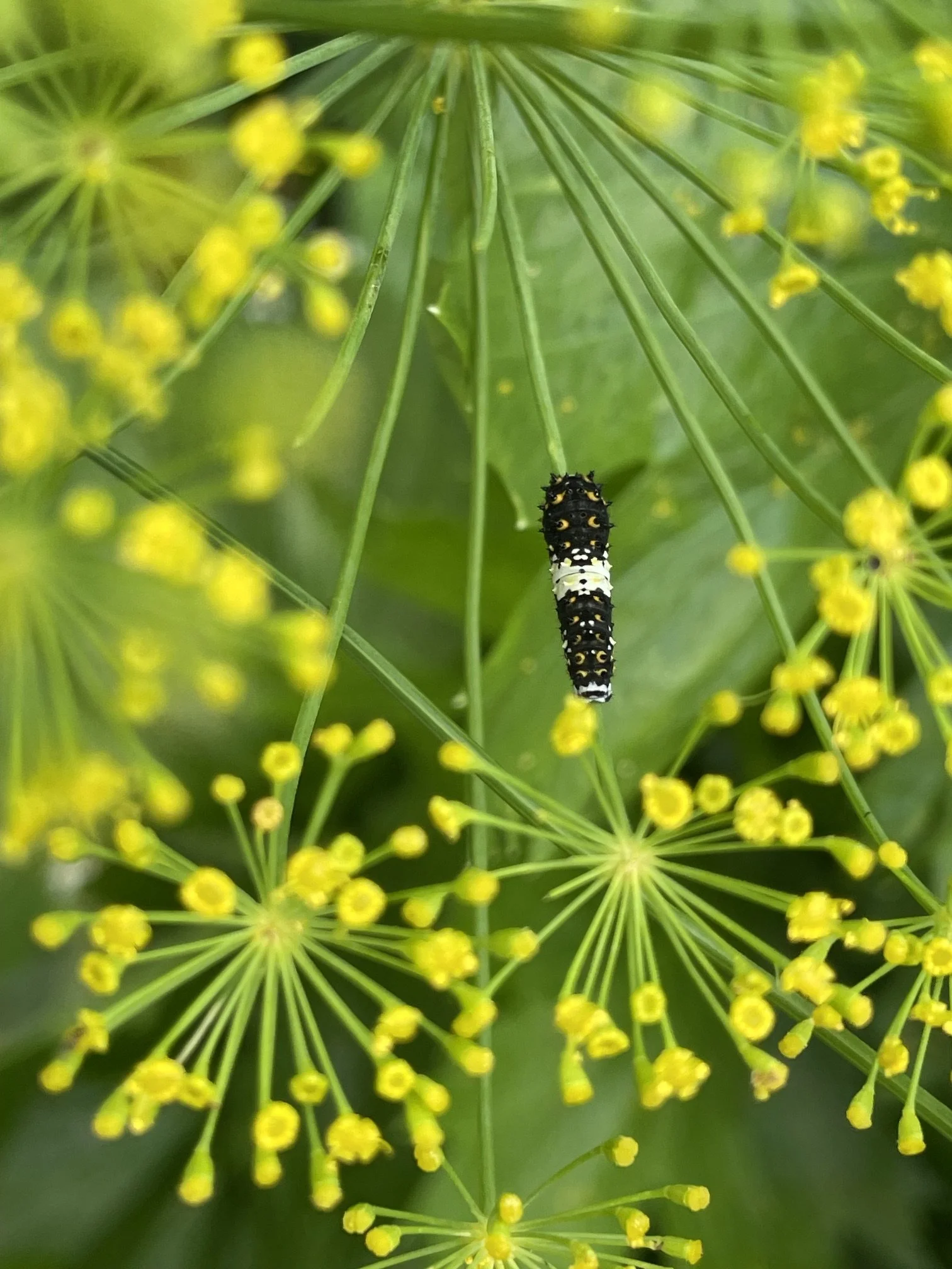 Close-up of yellow flowering plant with small blossoms and green stems. Black and white caterpillar with yellow spots crawling on the plant.