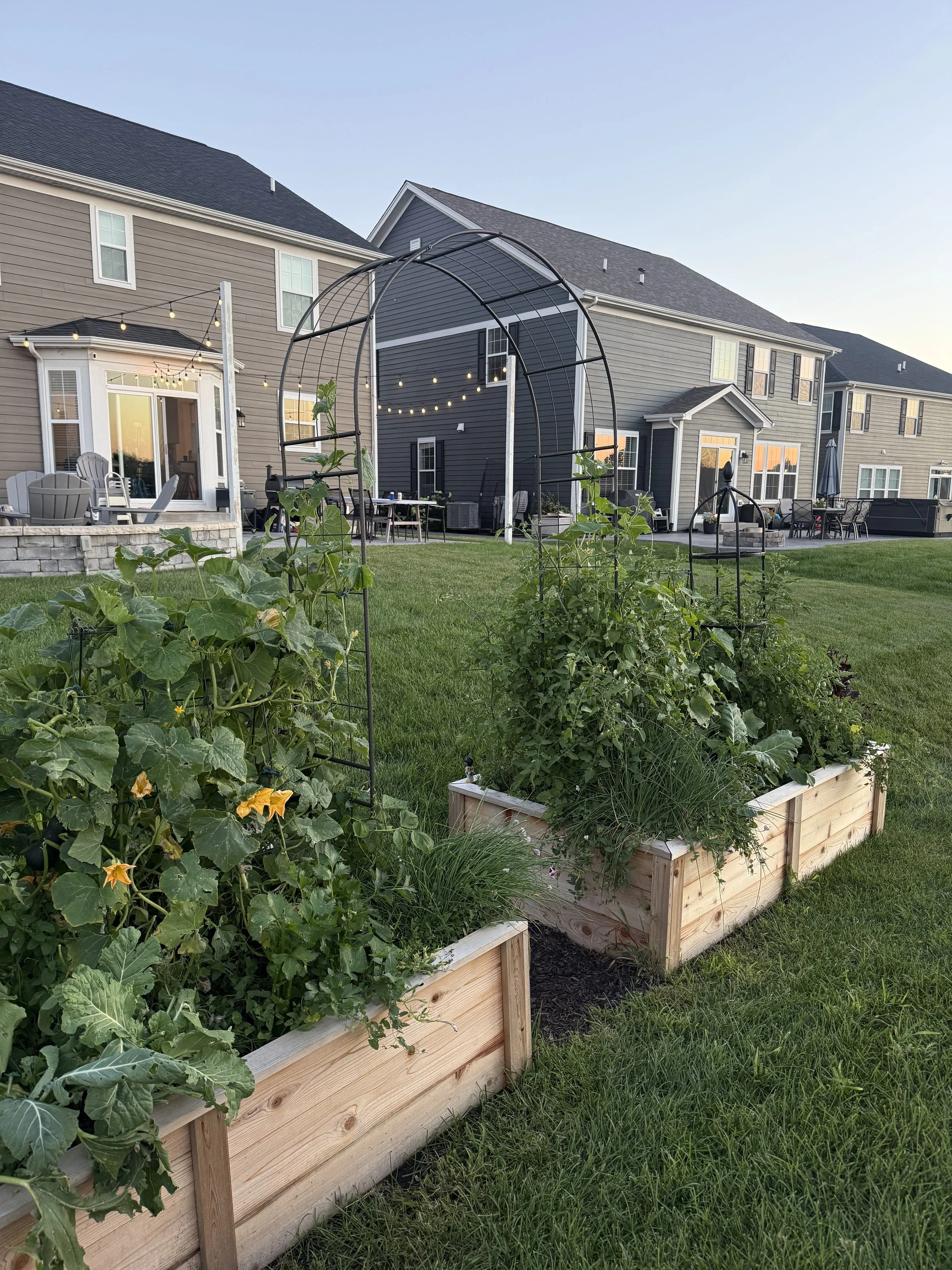 Backyard garden with raised wooden beds planted with leafy green vegetables and flowering plants, surrounded by well-maintained grass, with a neighboring house decorated with string lights and outdoor furniture.