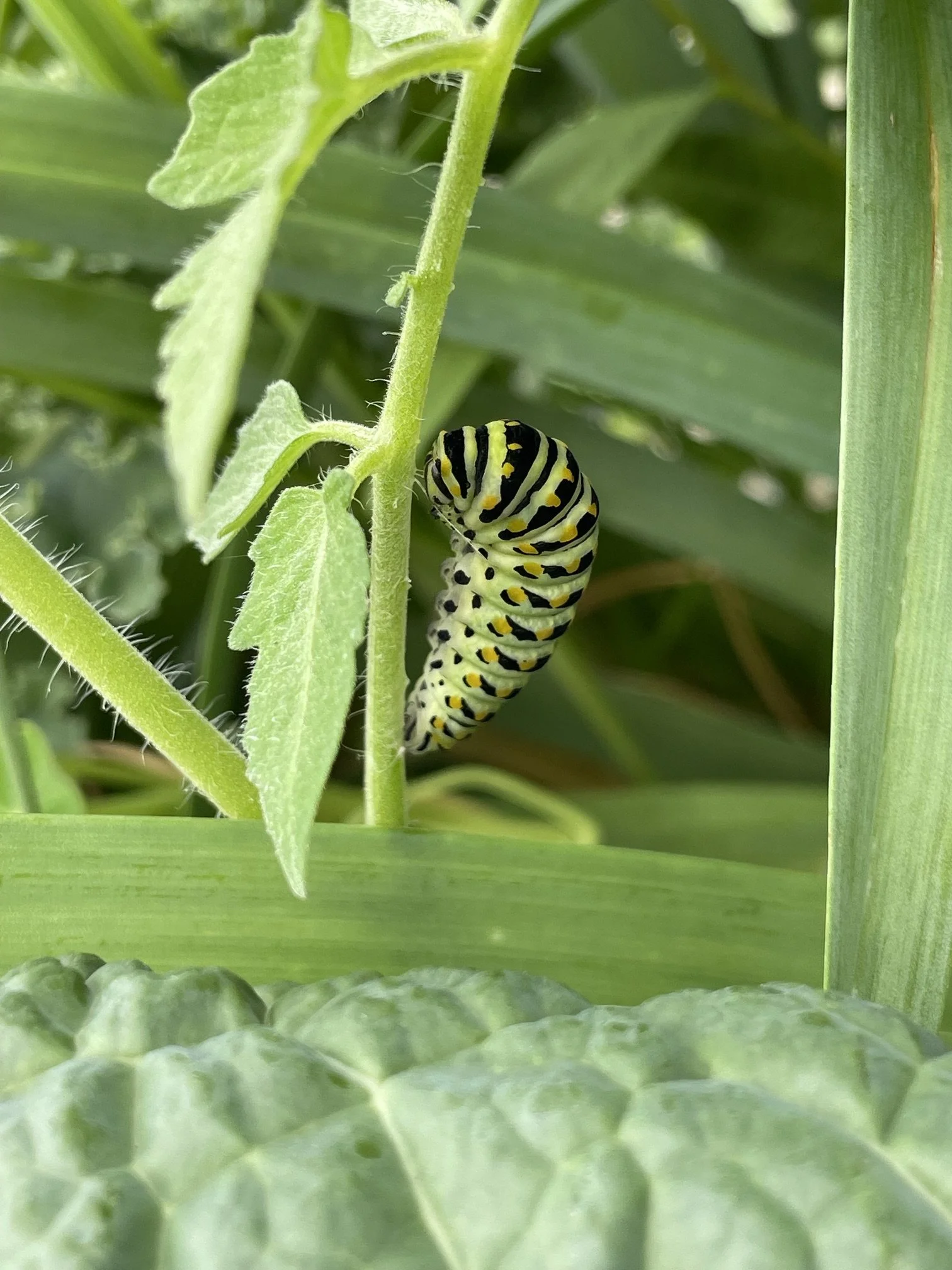 A monarch caterpillar with black, white, and yellow markings on a green plant stem among green leaves.