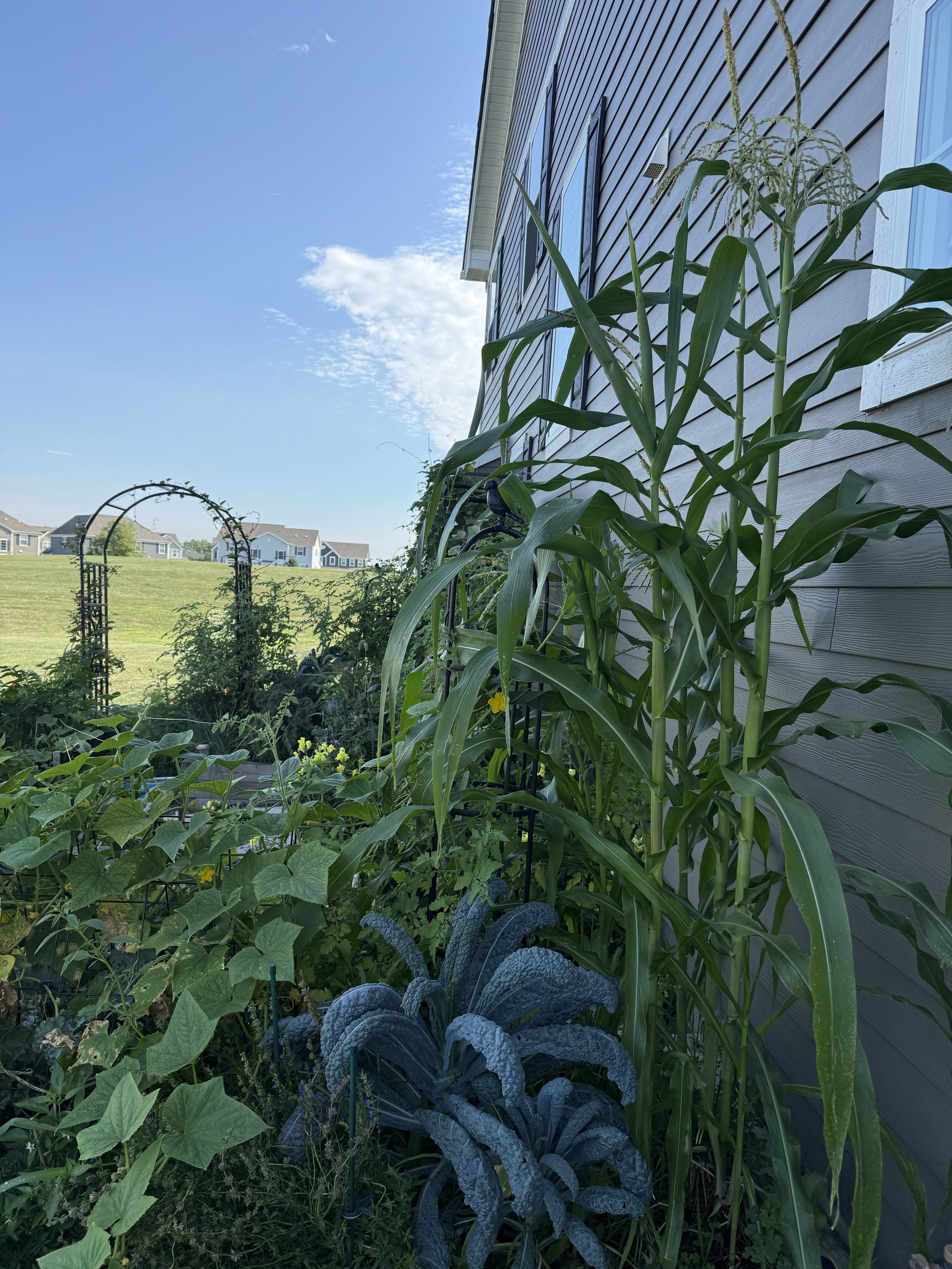 A garden with tall corn plants next to a house. Various other green plants and vegetables grow in the garden, and suburban houses are visible in the background under a blue sky with some clouds.