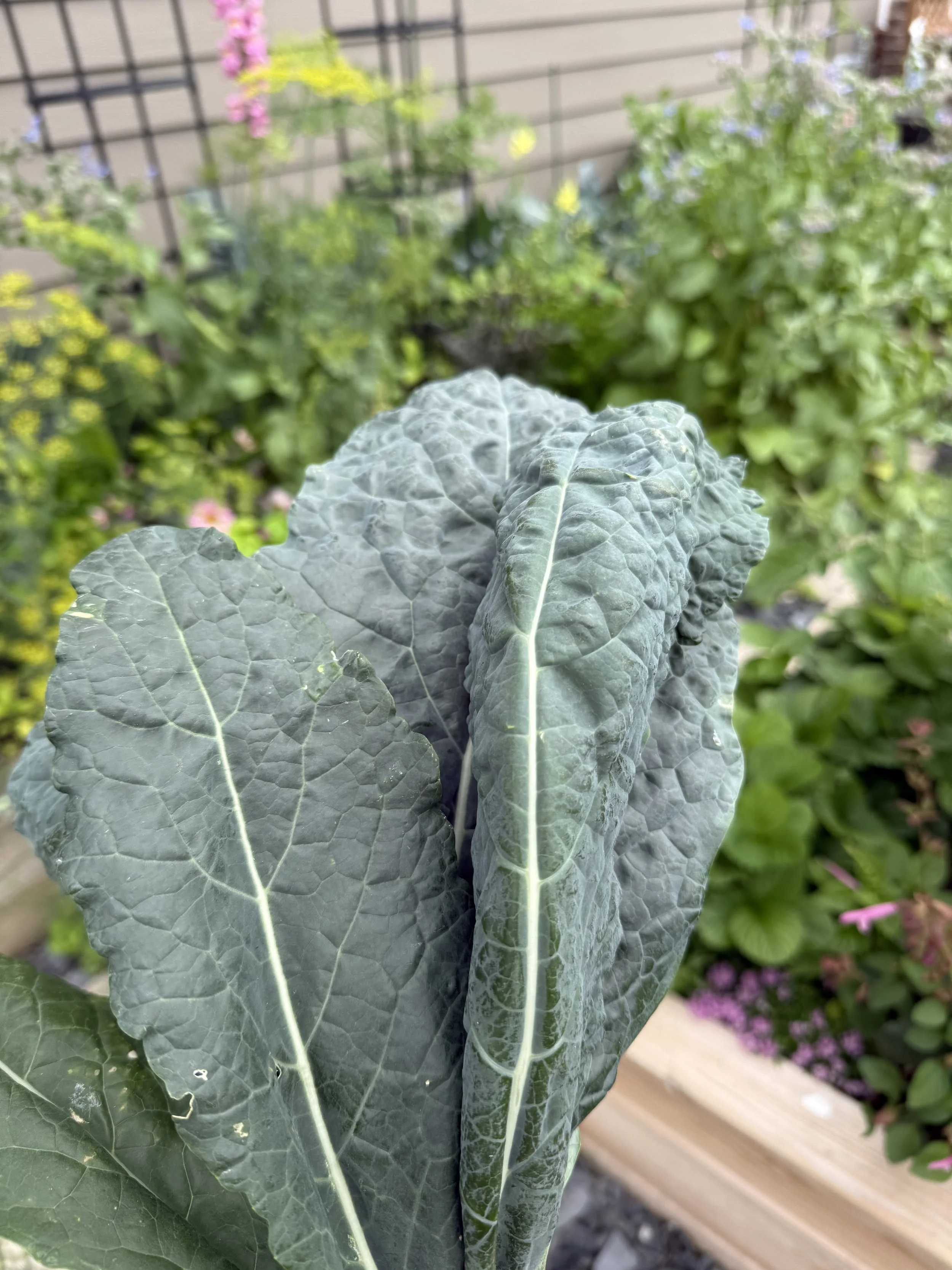 Close-up of a large, textured, dark green leaf in the foreground with a garden with other plants, flowers, and a wooden edge in the background.