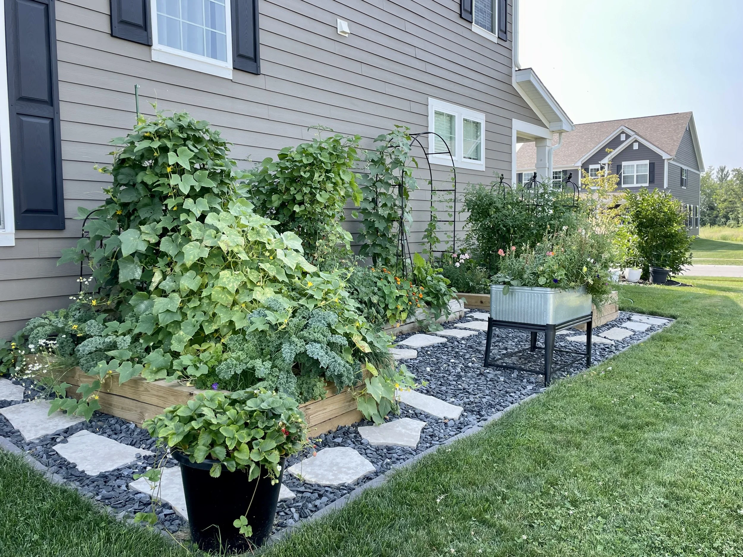 A garden with various green plants, flowers, and a black pot on the grass, in a sunny yard.
