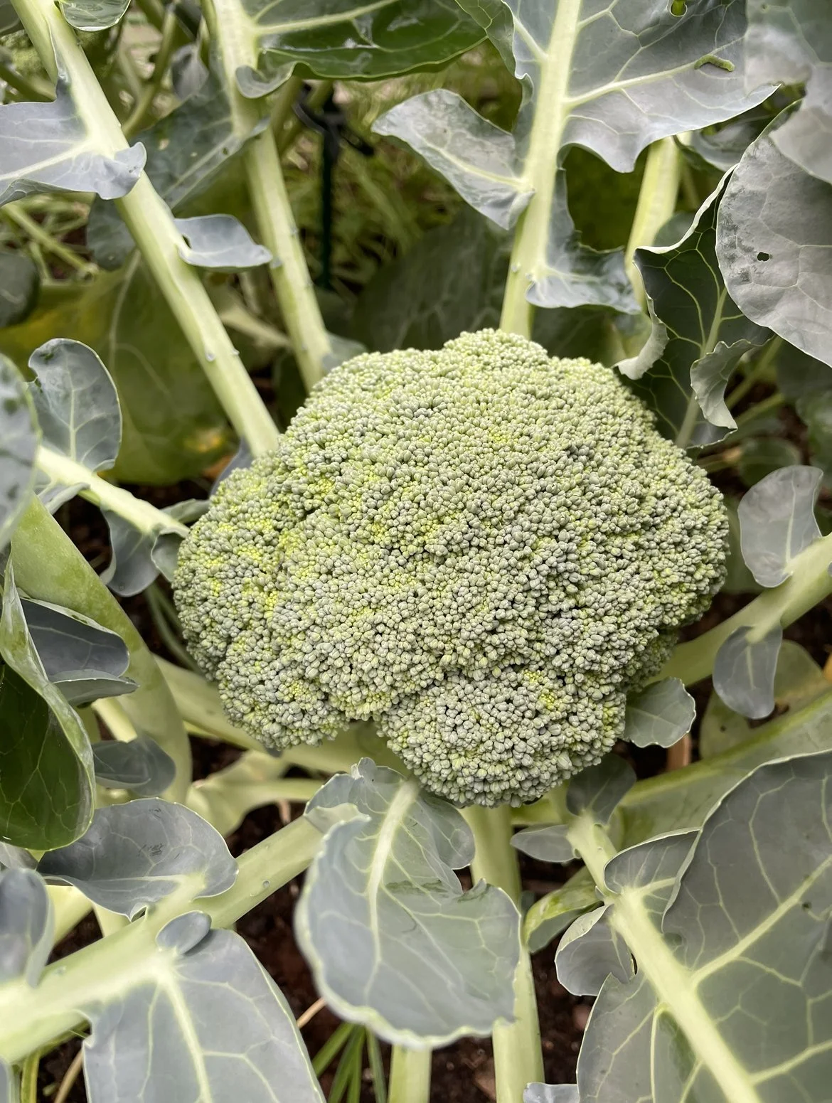 Green broccoli head growing among broad leaves in a vegetable garden.