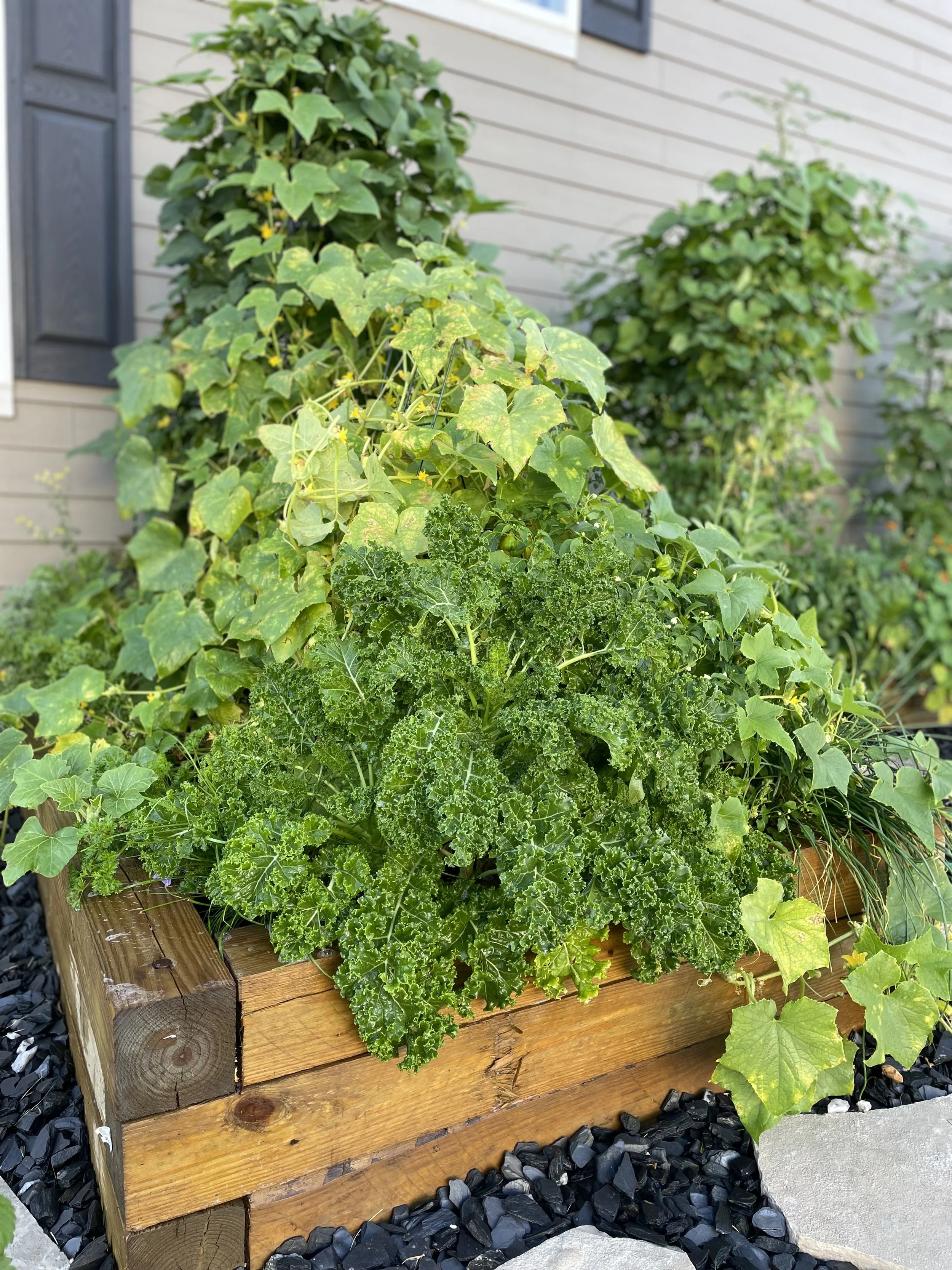 Raised wooden garden bed filled with various green leafy plants, including kale and other garden greens, bordered by black mulch and stones, located against the exterior wall of a house with horizontal siding and small window shutter in the backgroun