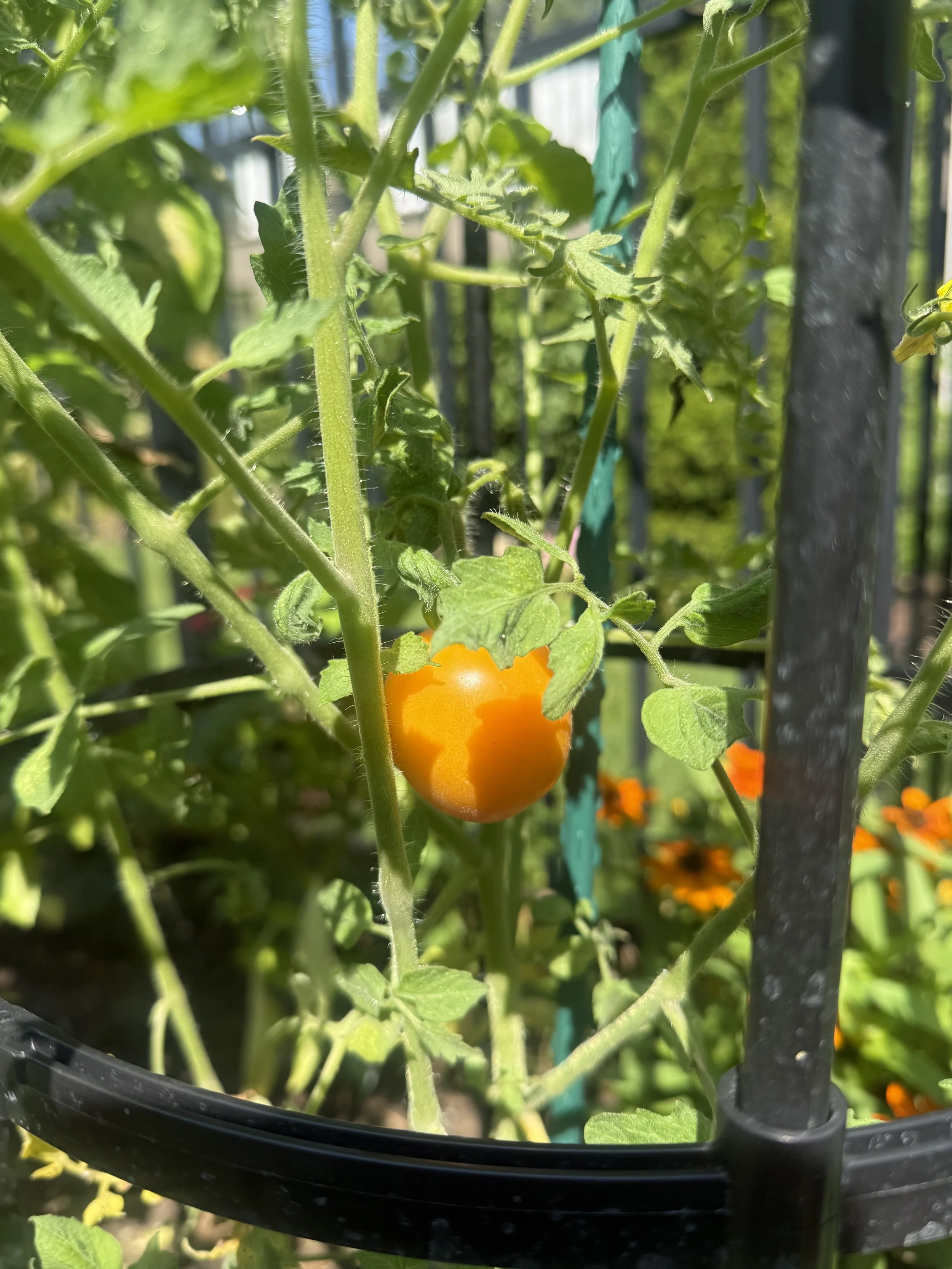 A close-up of a ripe orange tomato growing on a tangled plant with green leaves, supported by black stakes and surrounded by a garden with sunlight.