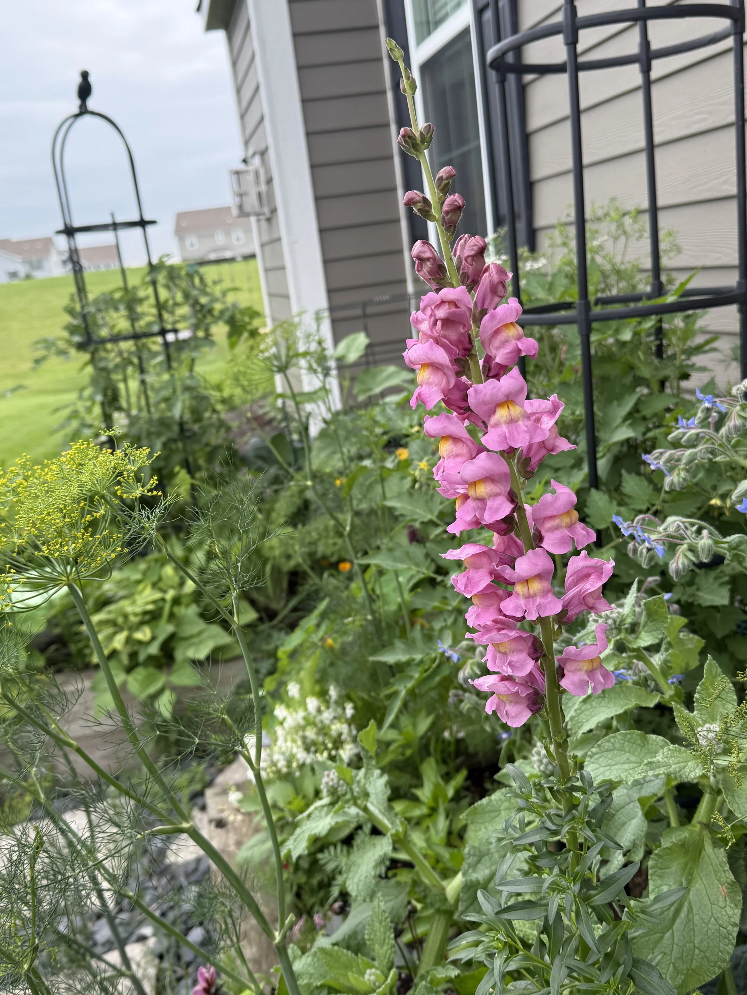 Pink snapdragon flower in a garden with other greenery and a house in the background.