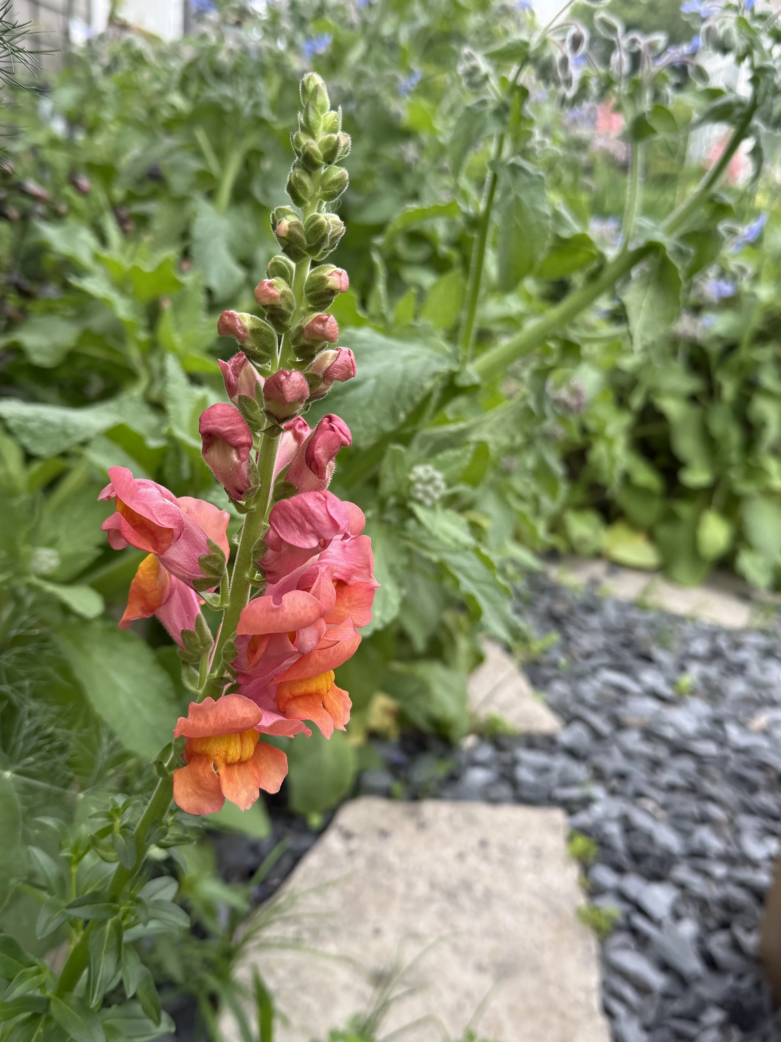 Close-up of a tall snapdragon flower stalk with pink, orange, and yellow blossoms, surrounded by green leaves and garden mulch.